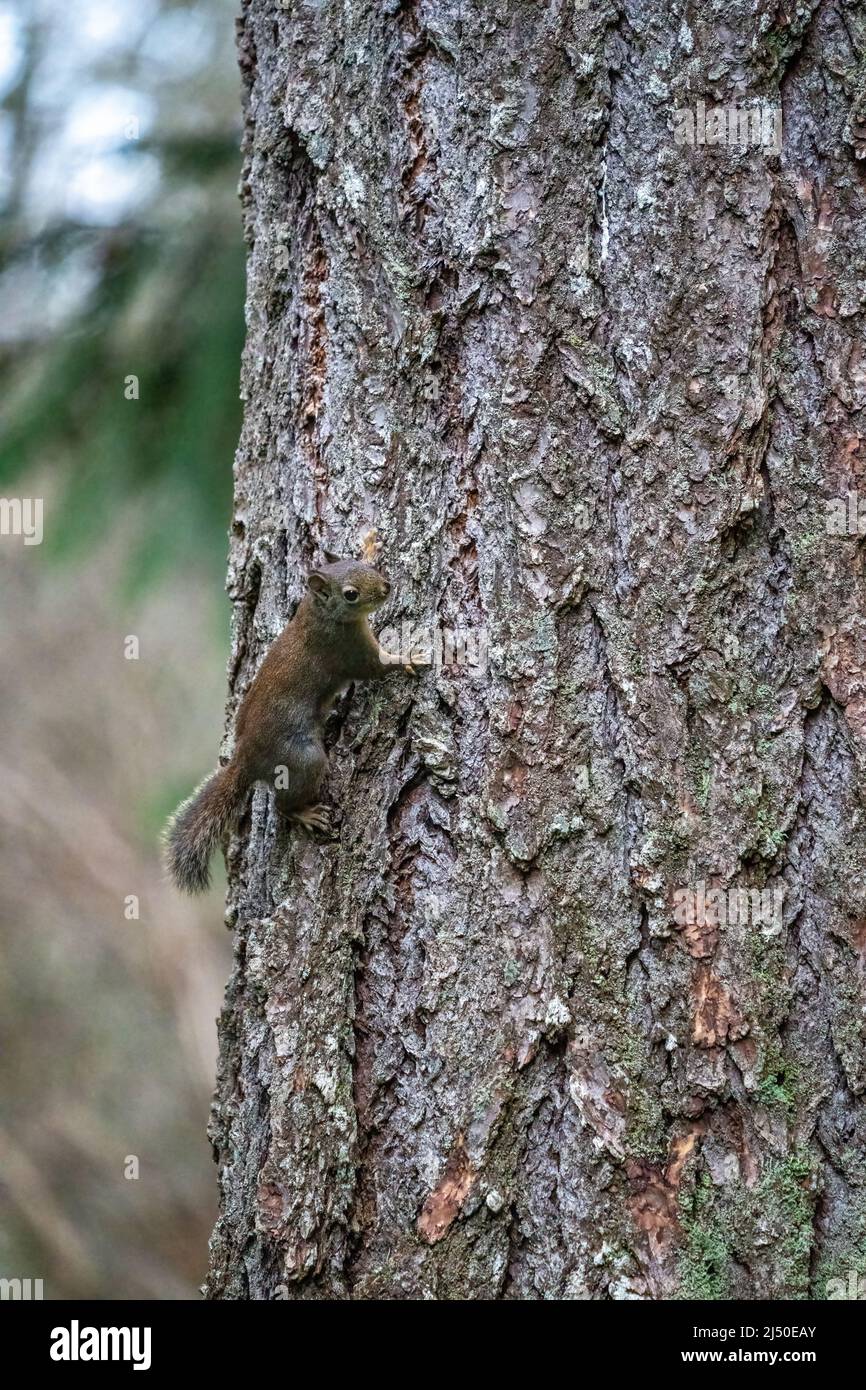 Issaquah, Washington, Estados Unidos. Ardilla Douglas en un tronco de pino Douglas Foto de stock