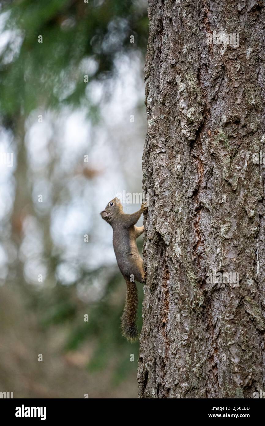 Issaquah, Washington, Estados Unidos. Ardilla Douglas en un tronco de pino Douglas Foto de stock