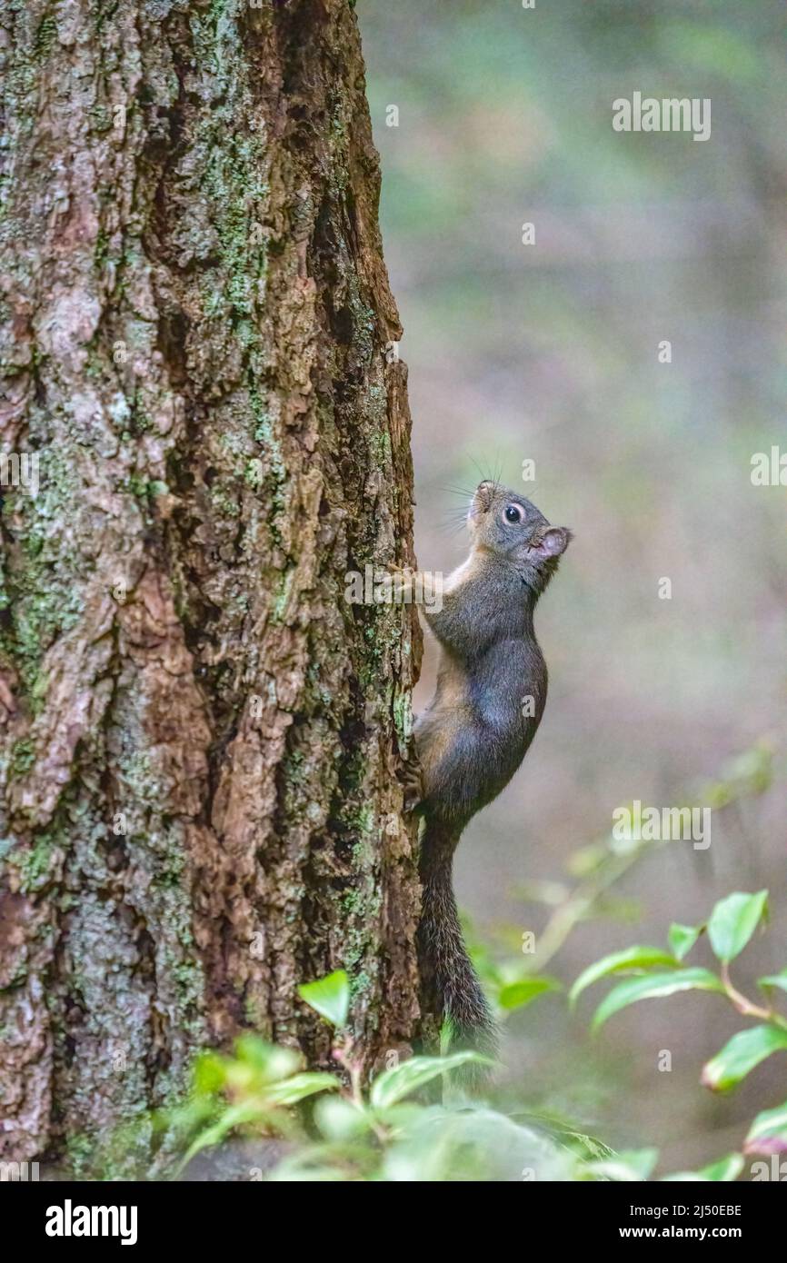 Issaquah, Washington, Estados Unidos. Ardilla Douglas en un tronco de pino Douglas Foto de stock