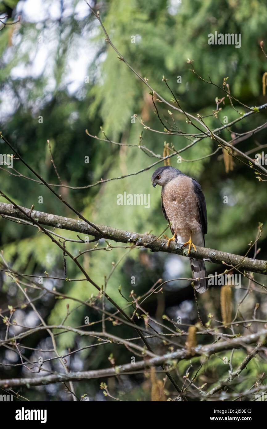 Issaquah, Washington, Estados Unidos. Coopers Hawk en un árbol en primavera Foto de stock