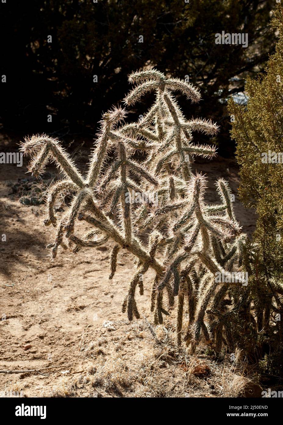 Cholla cactus (Opuntia imbricata) retroiluminado Foto de stock