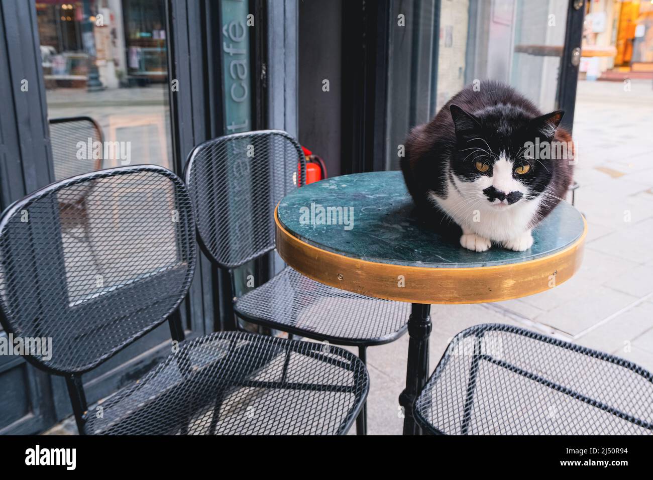 gato blanco y negro sin vergüenza en la mesa en la calle. gatos salvajes vida en la calle Foto de stock