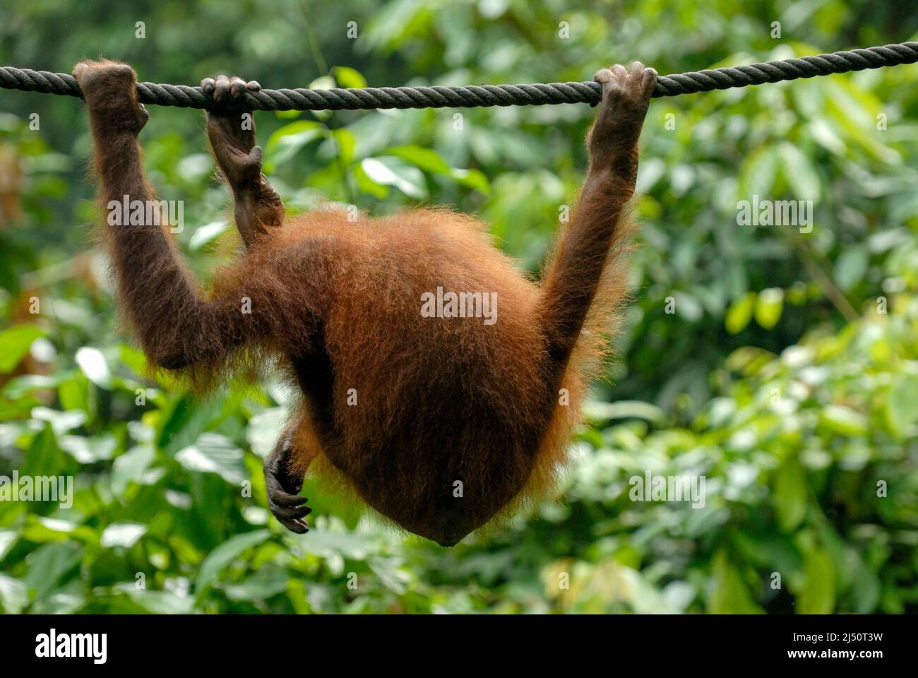 Orangután jugando en el Centro de Rehabilitación de Orangutan Sepilok. Foto de stock