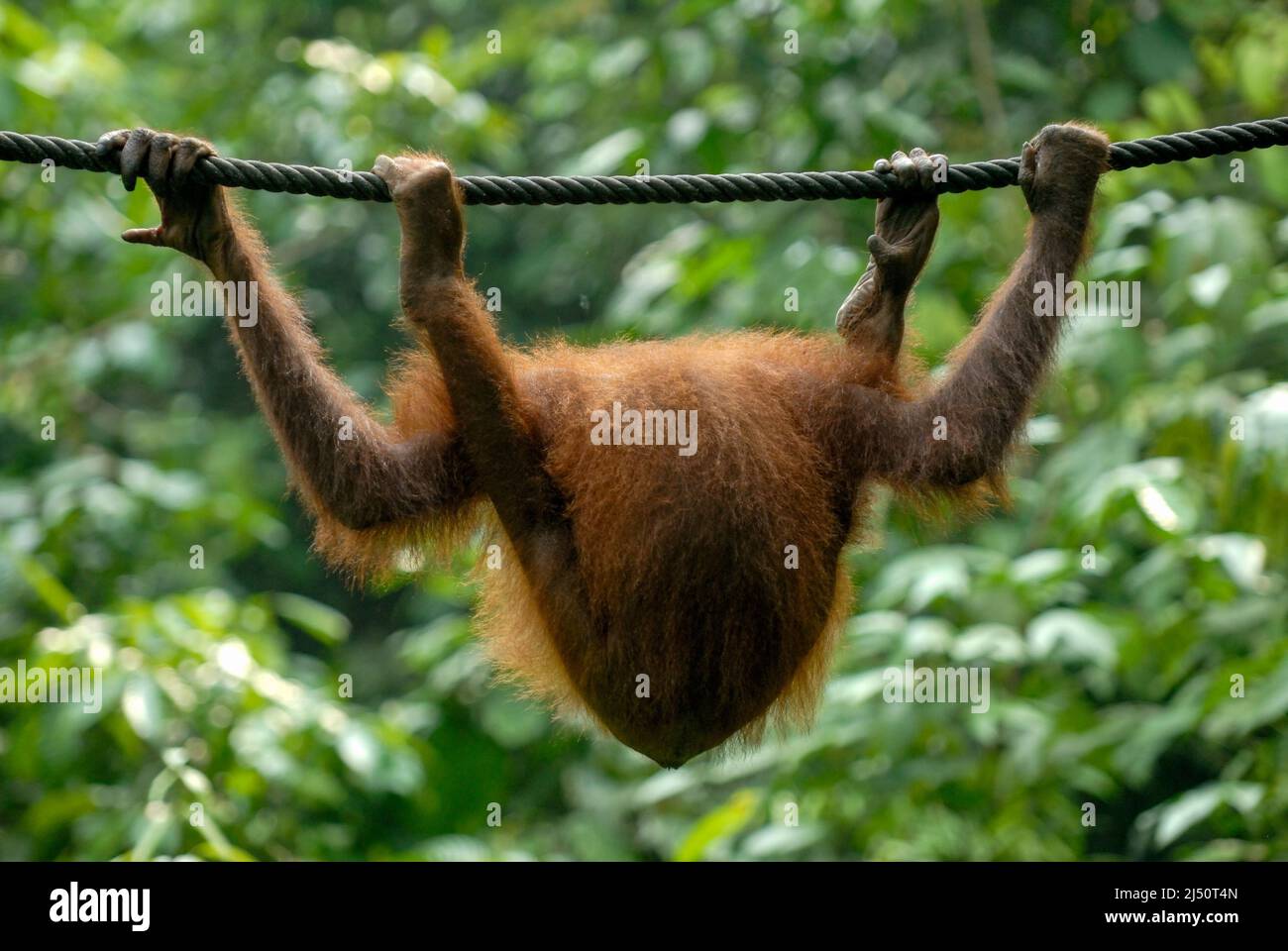 Orangután jugando en el Centro de Rehabilitación de Orangutan Sepilok. Foto de stock