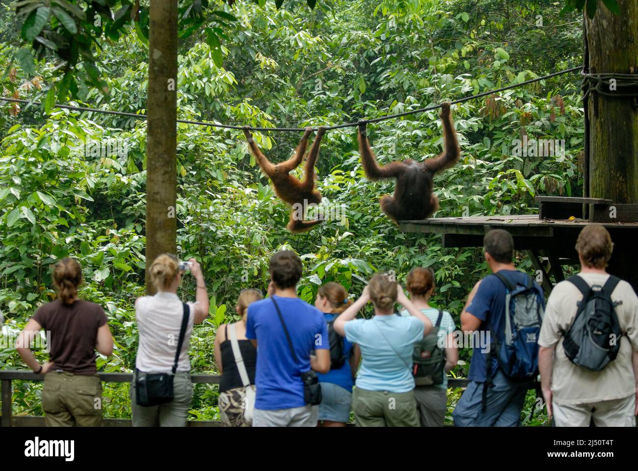 Los turistas observan a los orangutanes jugando en el Centro de Rehabilitación de Orangutan Sepilok. Foto de stock