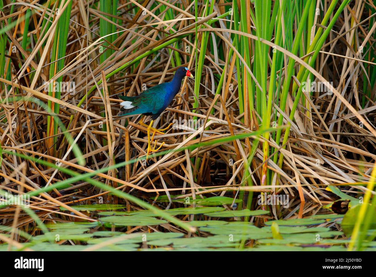 Gallinule púrpura, Porphyrio martinicus, pájaro en hierba de la eater. Gallinule, vegetación verde en el lago, ave de Pantanal, Brasil. Vista artística de naturaleza salvaje, Foto de stock
