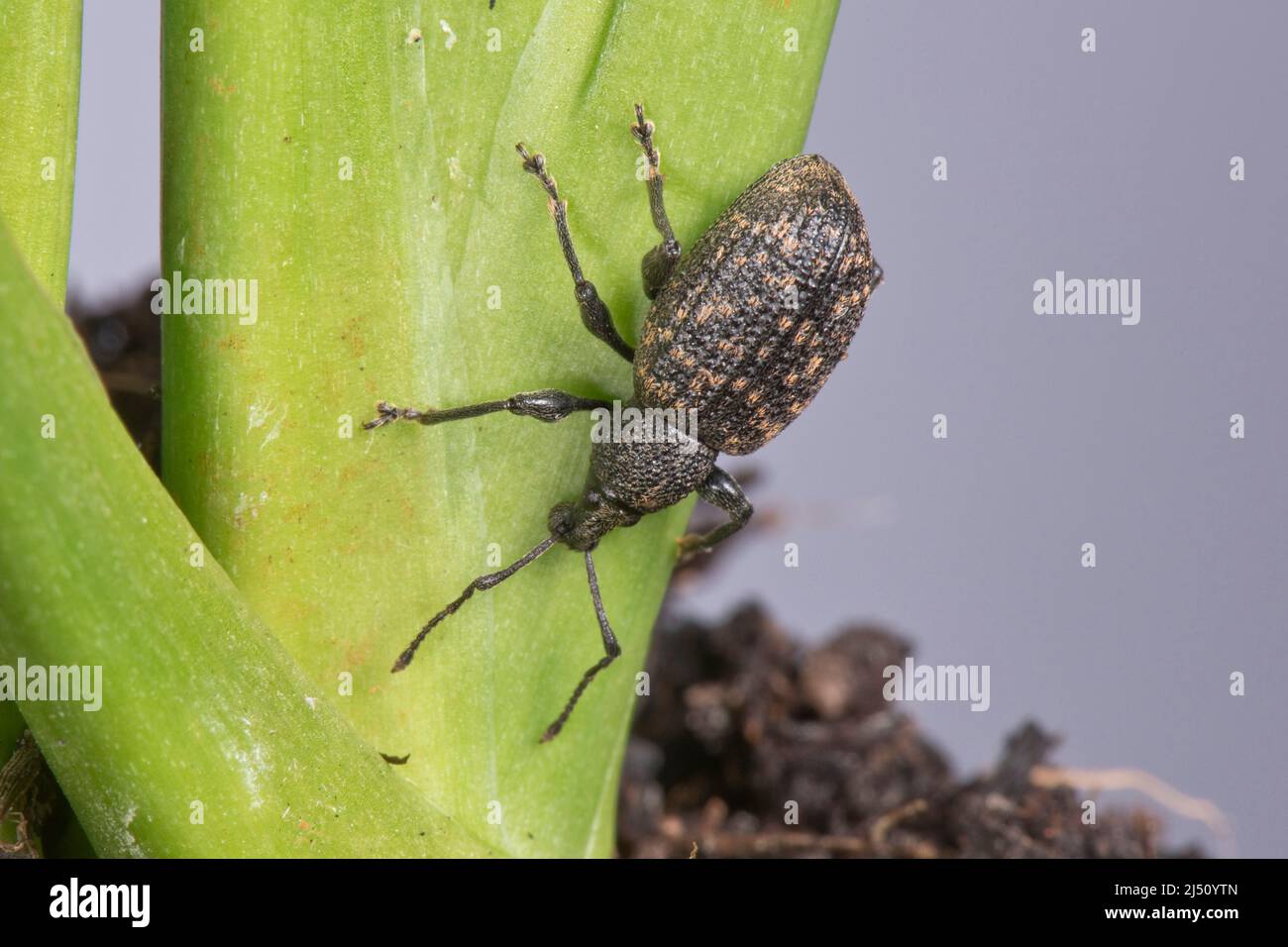 Un gorgojo de vid adulto (Otiorhynchus sulcatus) Una plaga polifagosa de plantas de jardín y plantas de la casa, Berkshire, March Foto de stock