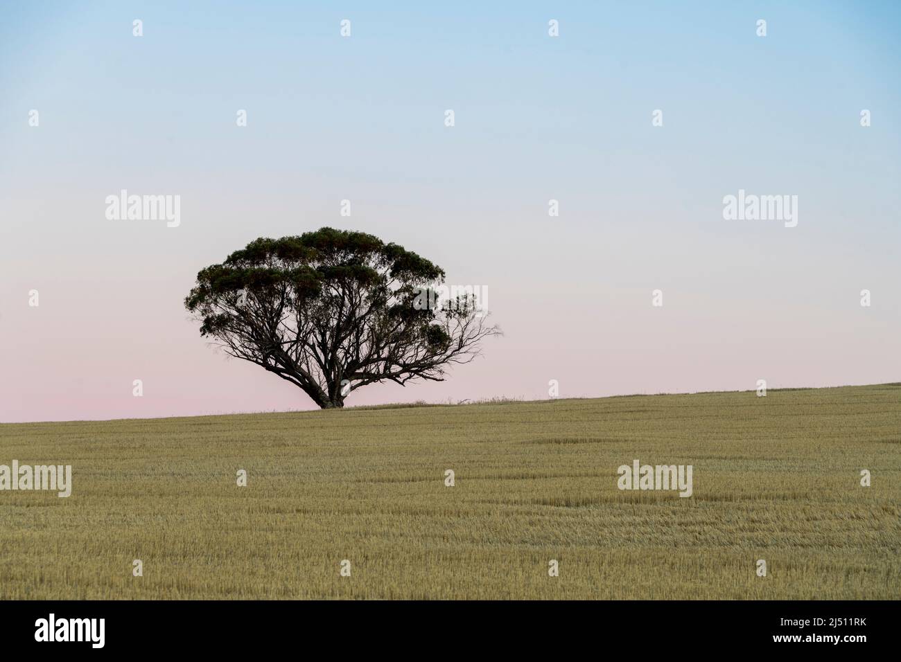 Anochecer en el cinturón de trigo de Australia Occidental después de la cosecha con un árbol. Foto de stock
