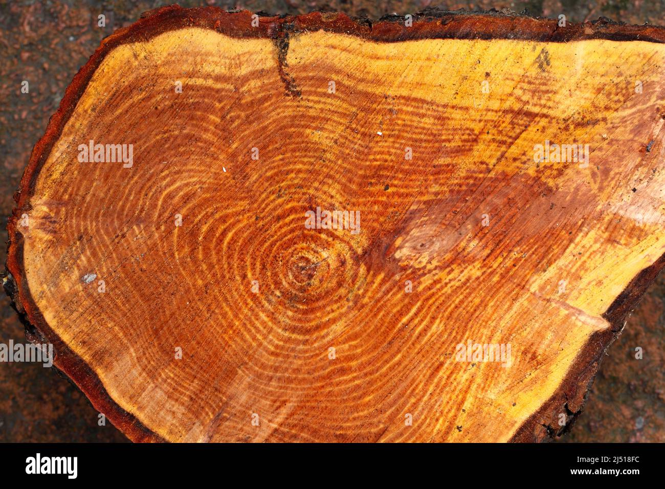 Corte el tronco del árbol mostrando anillos, corteza y color de madera interna. - Alnus glutinosa 'imperialis' Alder de hoja cortada. Foto de stock