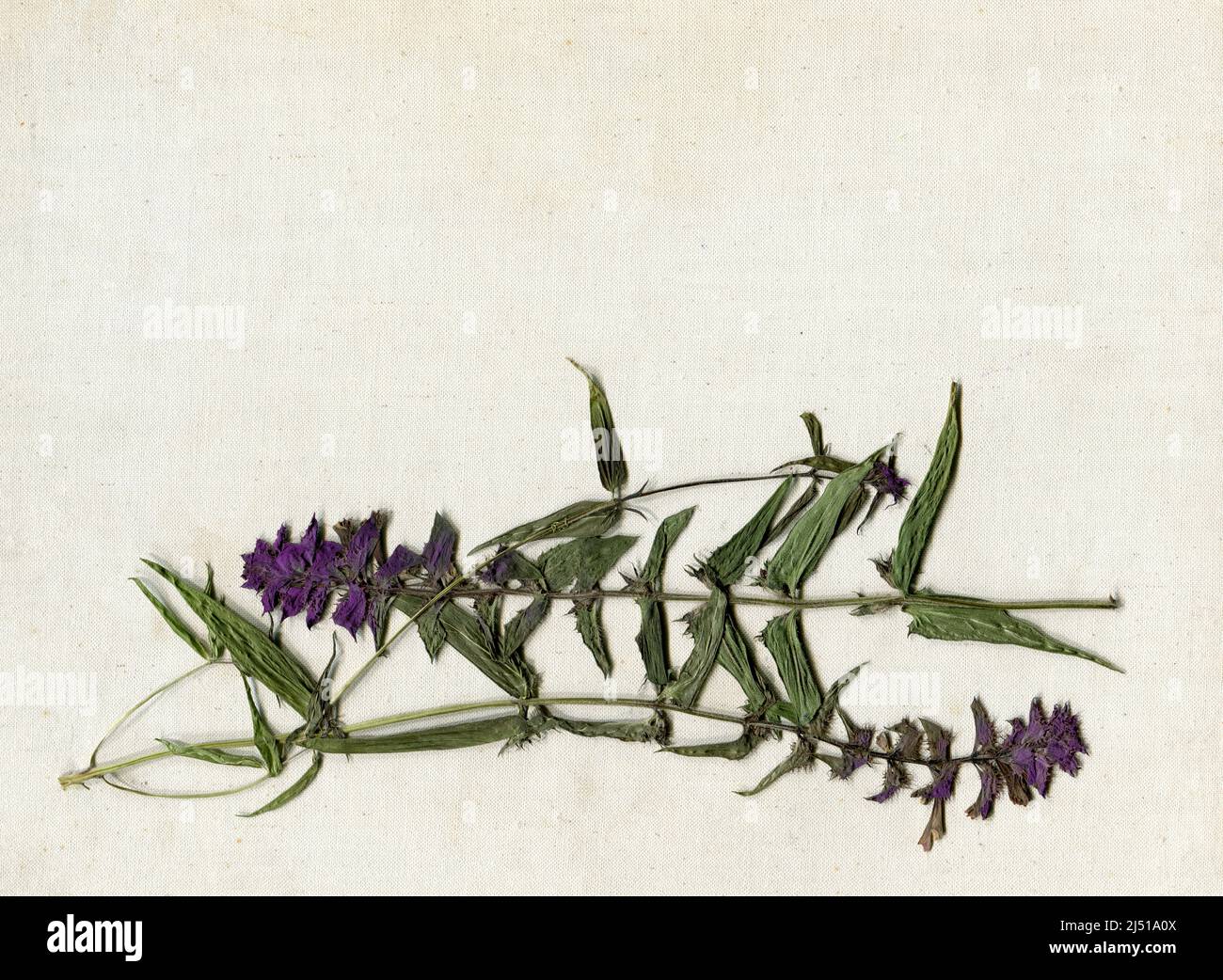 Flores silvestres secas sobre fondo de lona vintage. Vista superior, diseño plano. Fondo floral, espacio de copia. Herbario Fotografía de stock - Alamy Flores silvestres secas sobre fondo de lona vintage. Vista superior, diseño plano. Fondo floral, espacio de copia. Herbario Fotografía de stock - Alamy