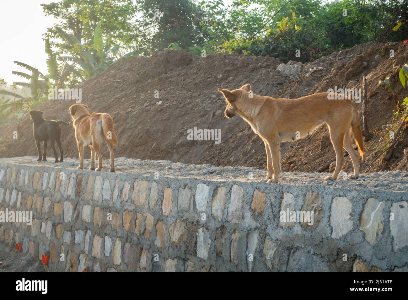 Dehradun, uttarakhand - India. Un grupo de perros callejeros de pie en una pared de piedra. Foto de stock