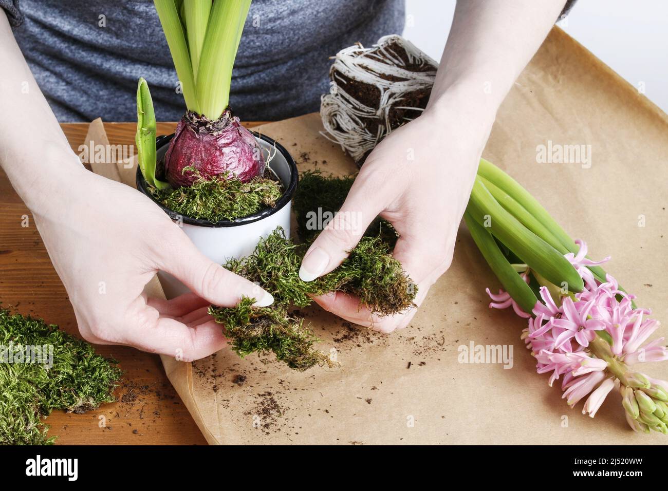 Florería en el trabajo: Cómo hacer la decoración de la mesa de Pascua con flores de jacinto rosa. Paso a paso, tutorial. Foto de stock