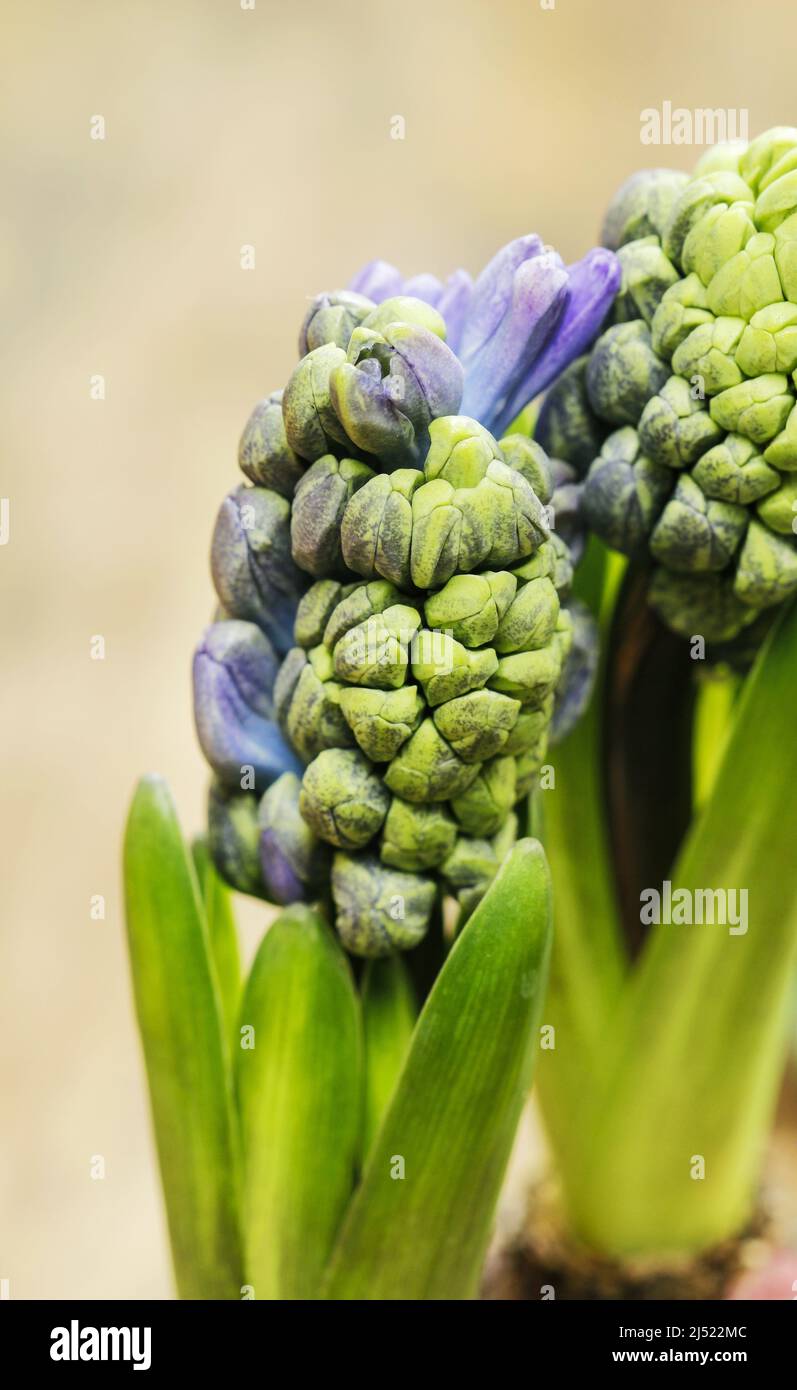 Detalle de flores de jacinto. Decoración de primavera Foto de stock