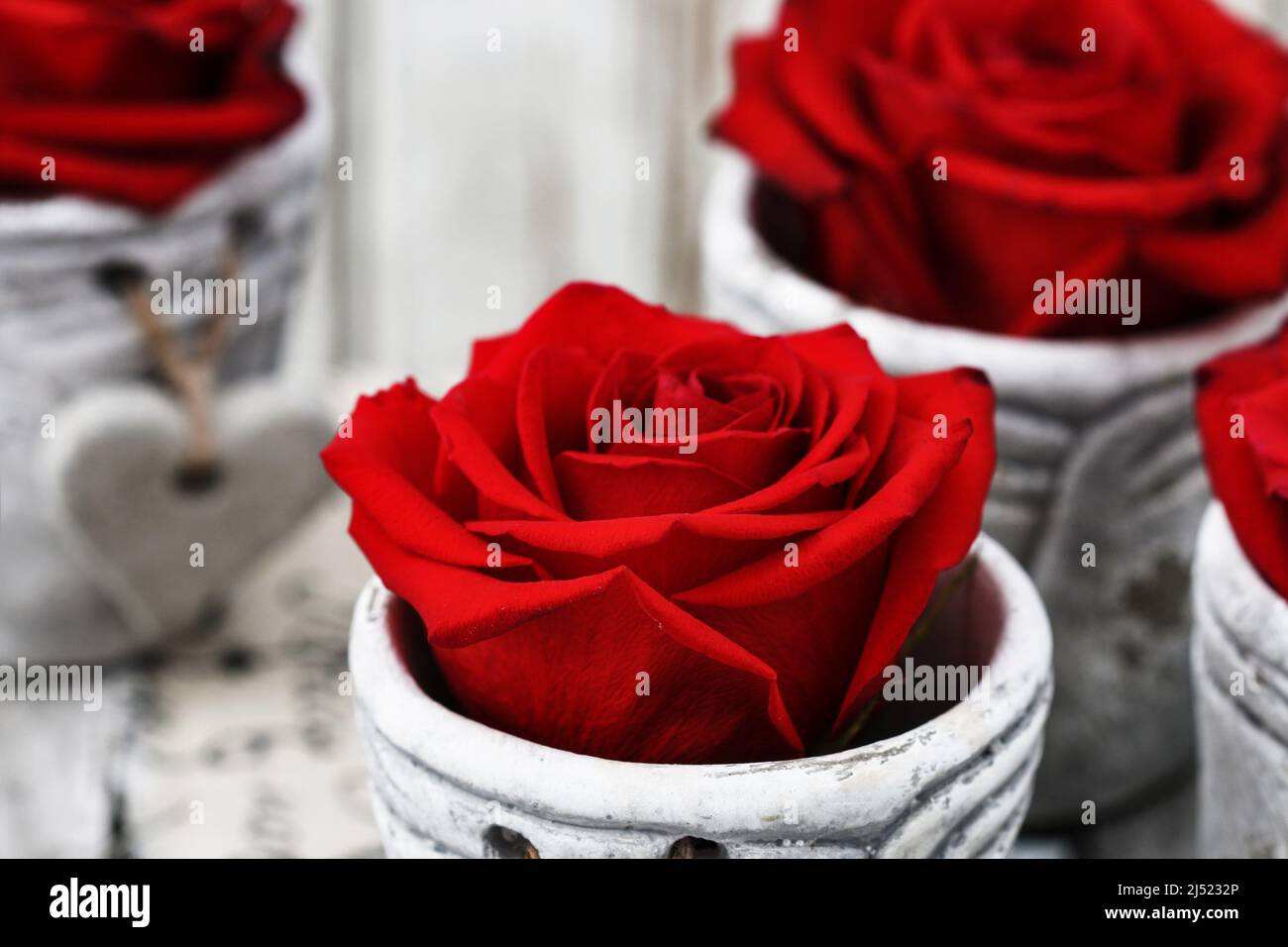 Rosas rojas dentro de las ollas de cerámica. Decoración romántica de mesa. Foto de stock