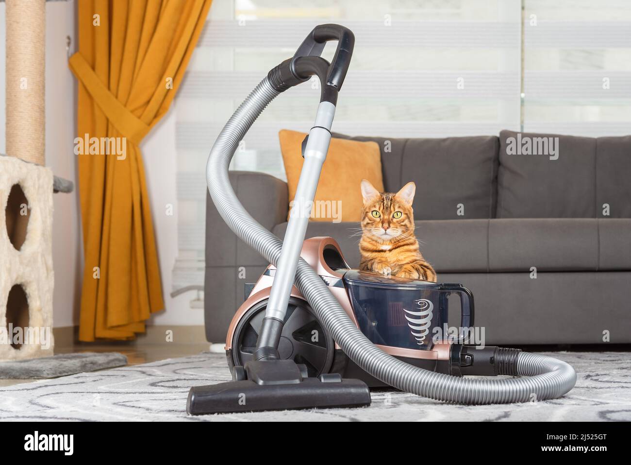 Un gato bengal se esconde detrás de una aspiradora en la sala de estar. Vista frontal Foto de stock