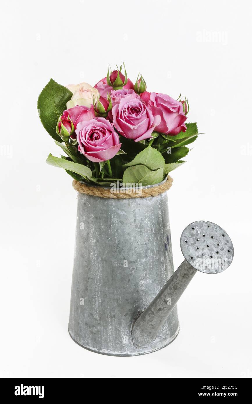 Bouquet de rosas de jardín en lata de plata. Recursos gráficos Foto de stock