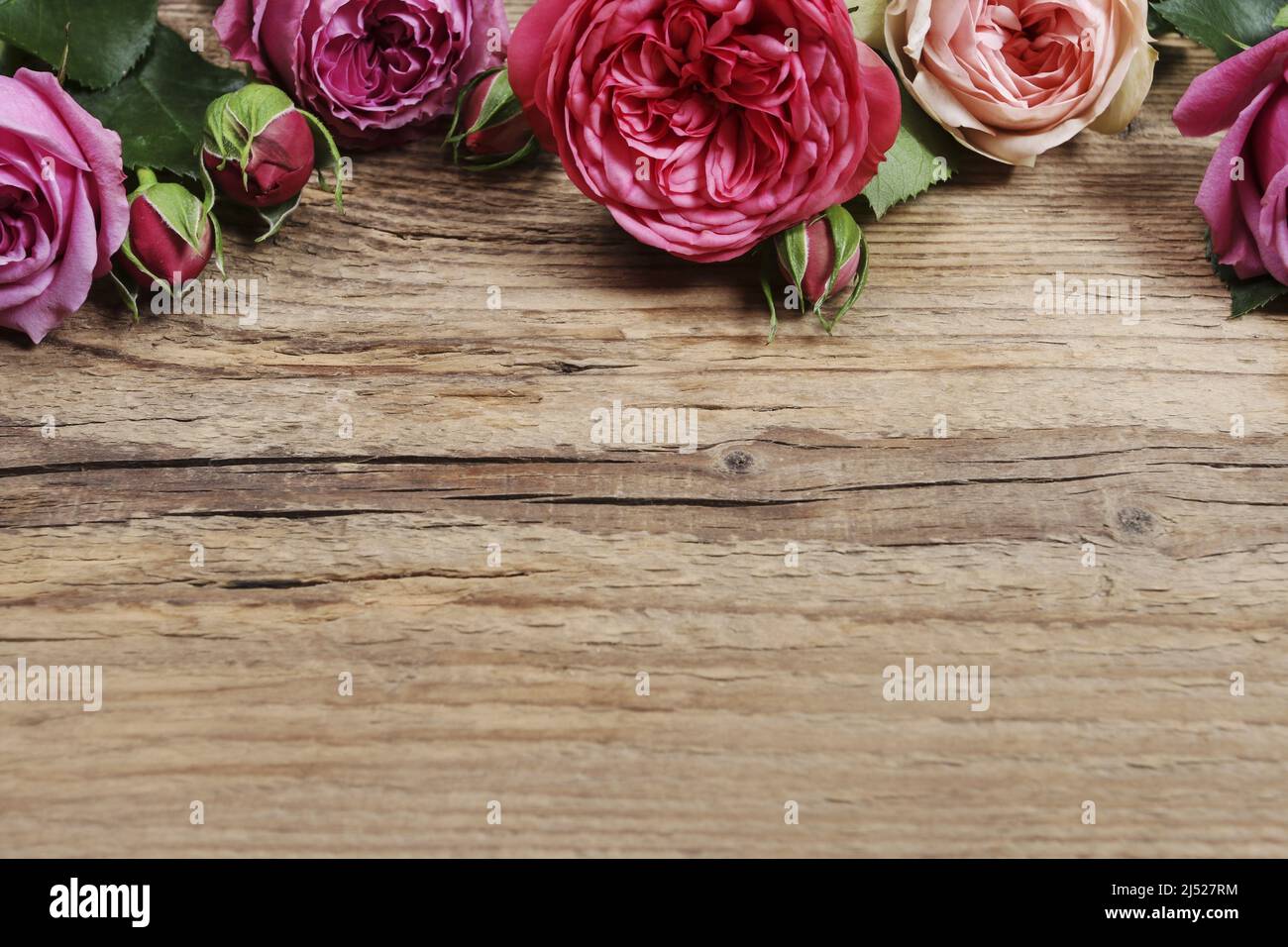 Rosas de jardín sobre fondo de madera, espacio de copia. Recursos gráficos Foto de stock
