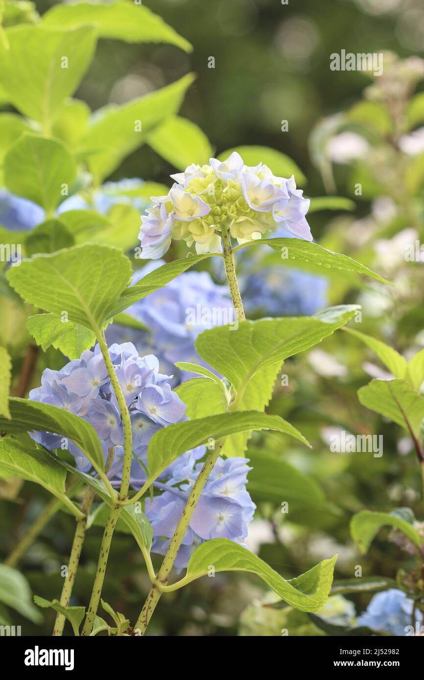 Hortensia azul (hidrangea) en el jardín. Horario de verano Foto de stock