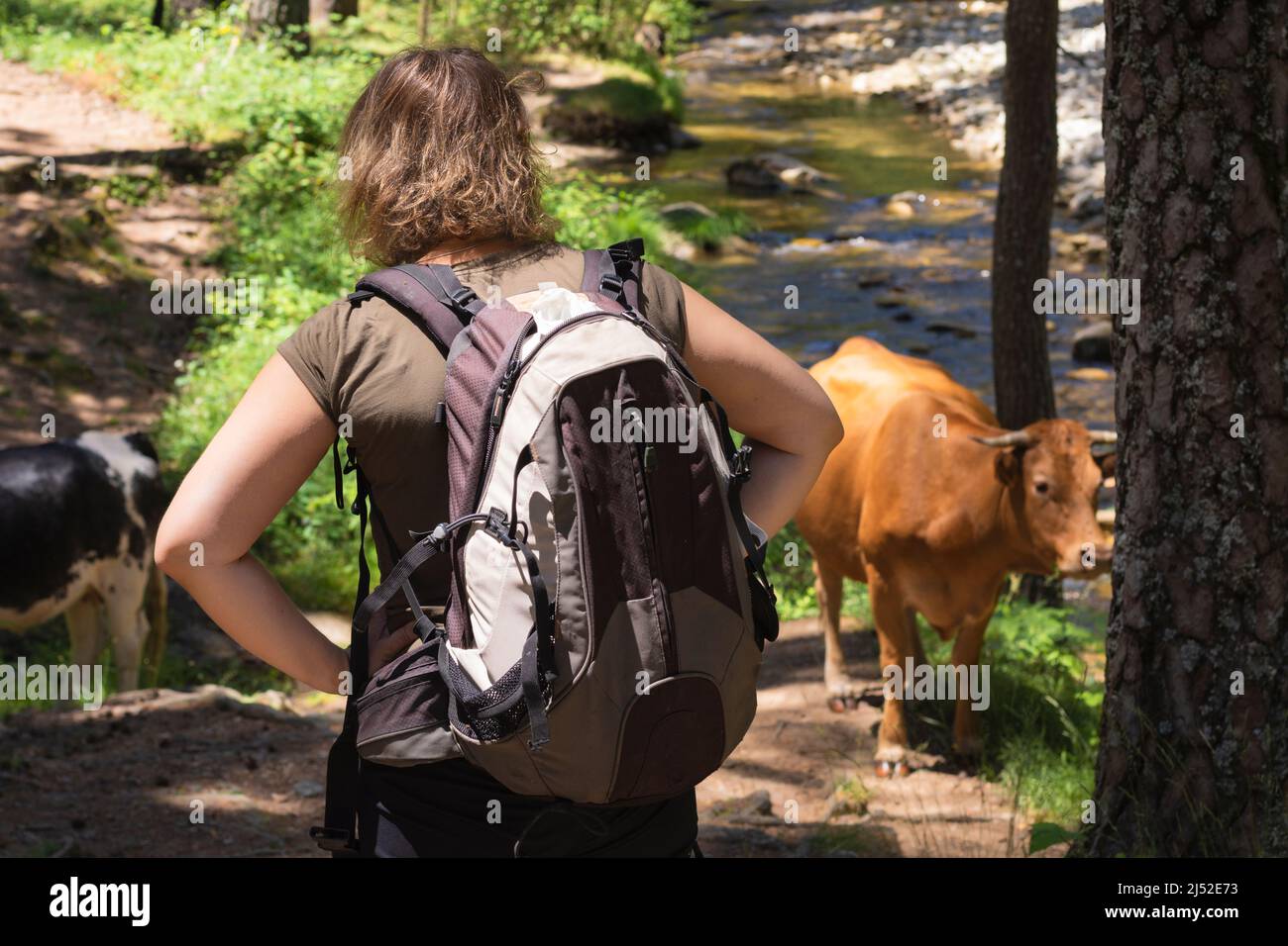 Mujer rubia de pelo rizado con su espalda girada y sus manos descansando en sus caderas, llevando una mochila, viendo una vaca marrón pastando en un fore de montaña Foto de stock