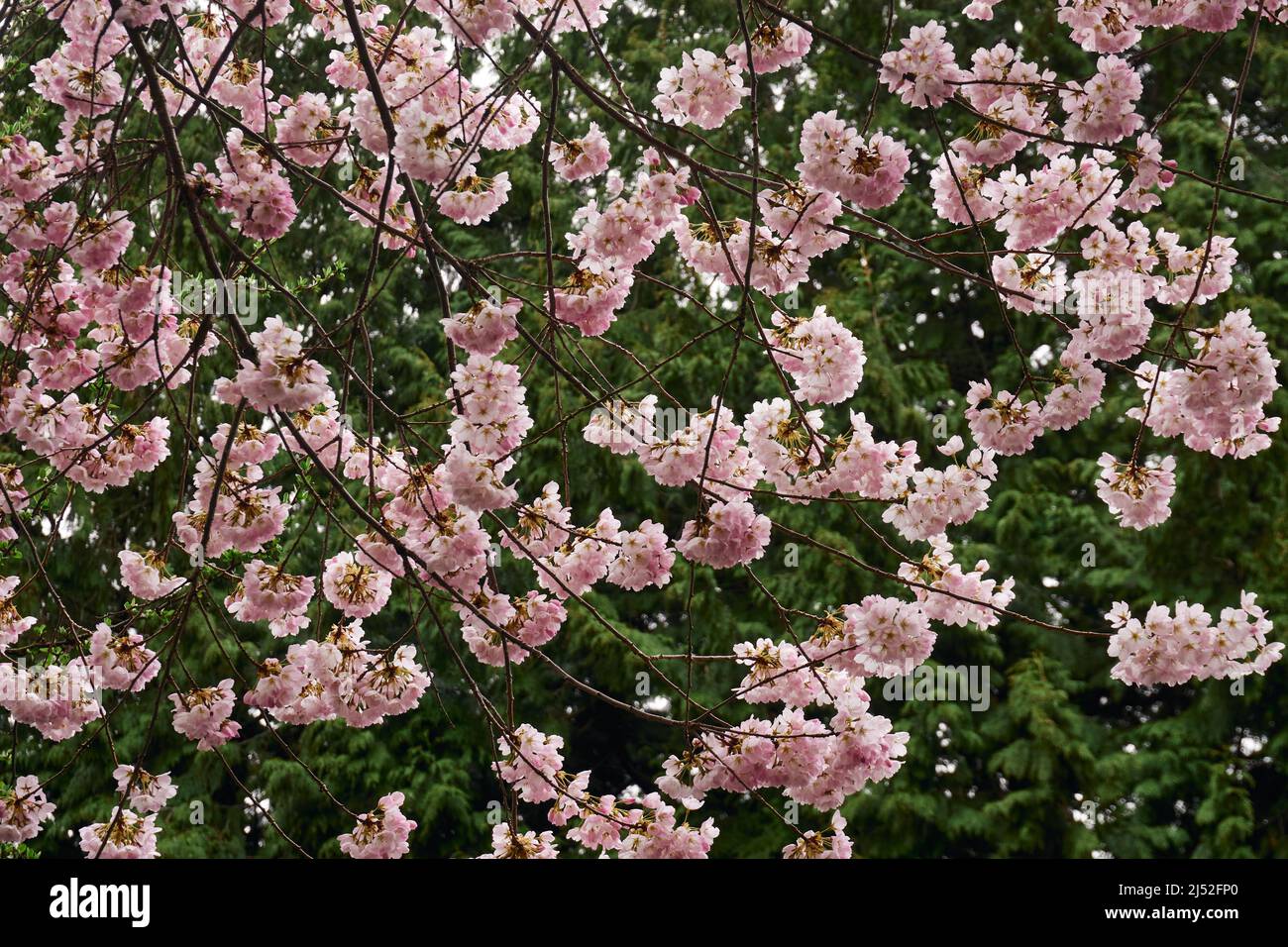 Primer plano de flores ornamentales japonesas de cerezo, Vancouver, BC, Canadá Foto de stock