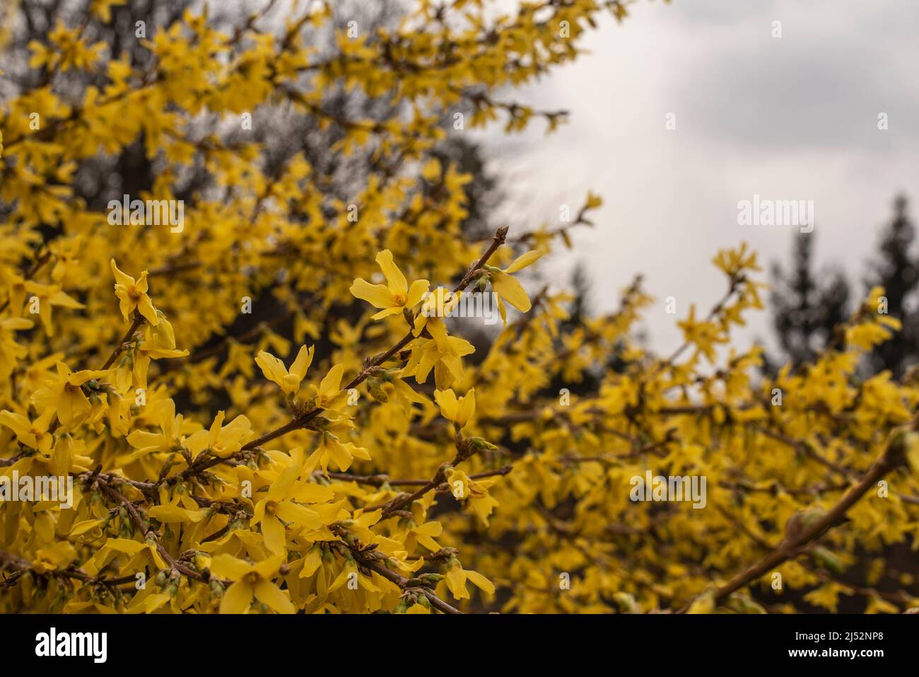 las flores amarillas brillantes de una forsythia se arpaban frente a un cielo nublado Foto de stock
