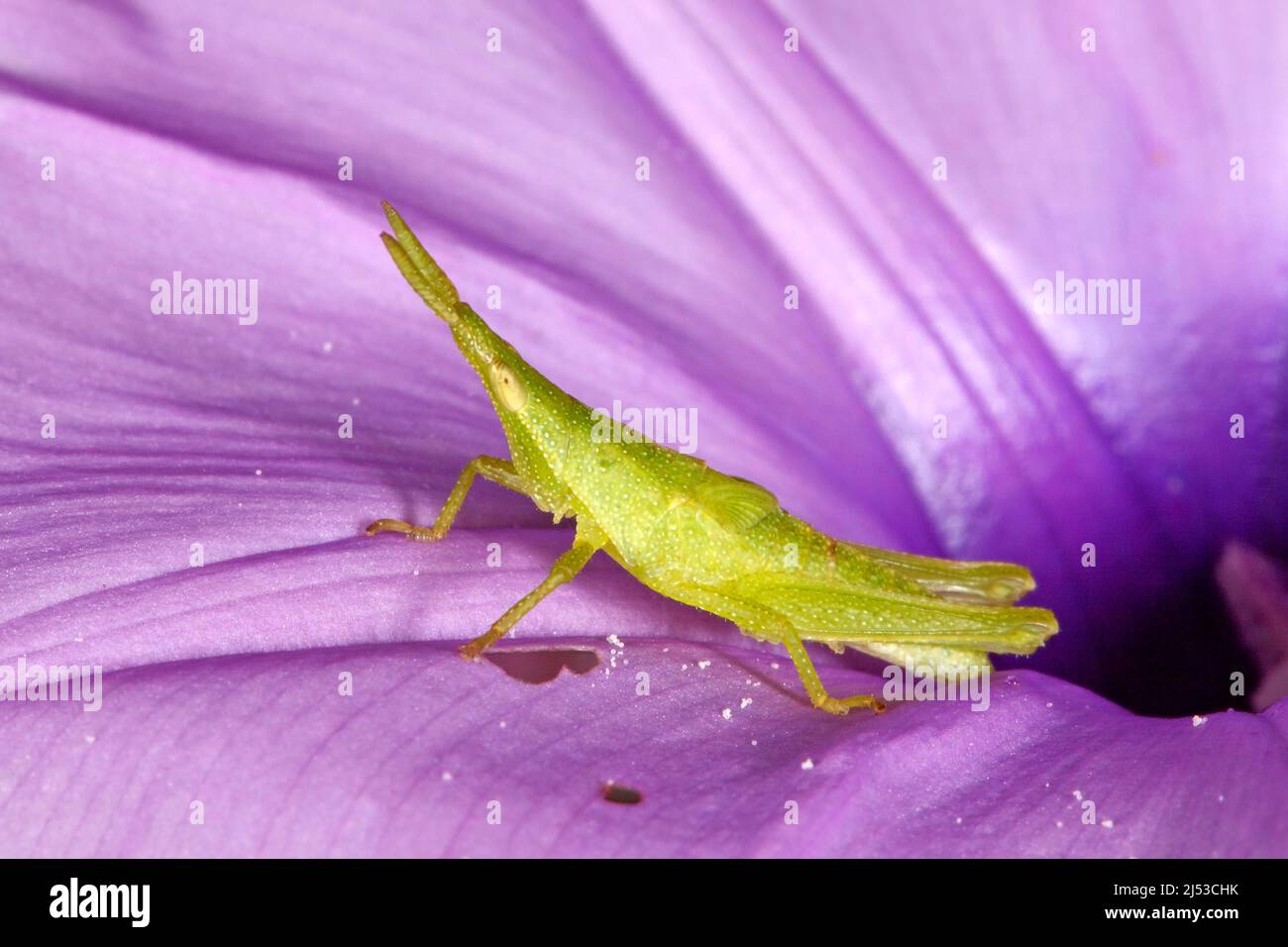 Grasshopper, Pyrgomorph, Atractomorpha similis, o Pyrgomorph, Atractomorpha australis. Nymph sobre flor púrpura. También k Foto de stock