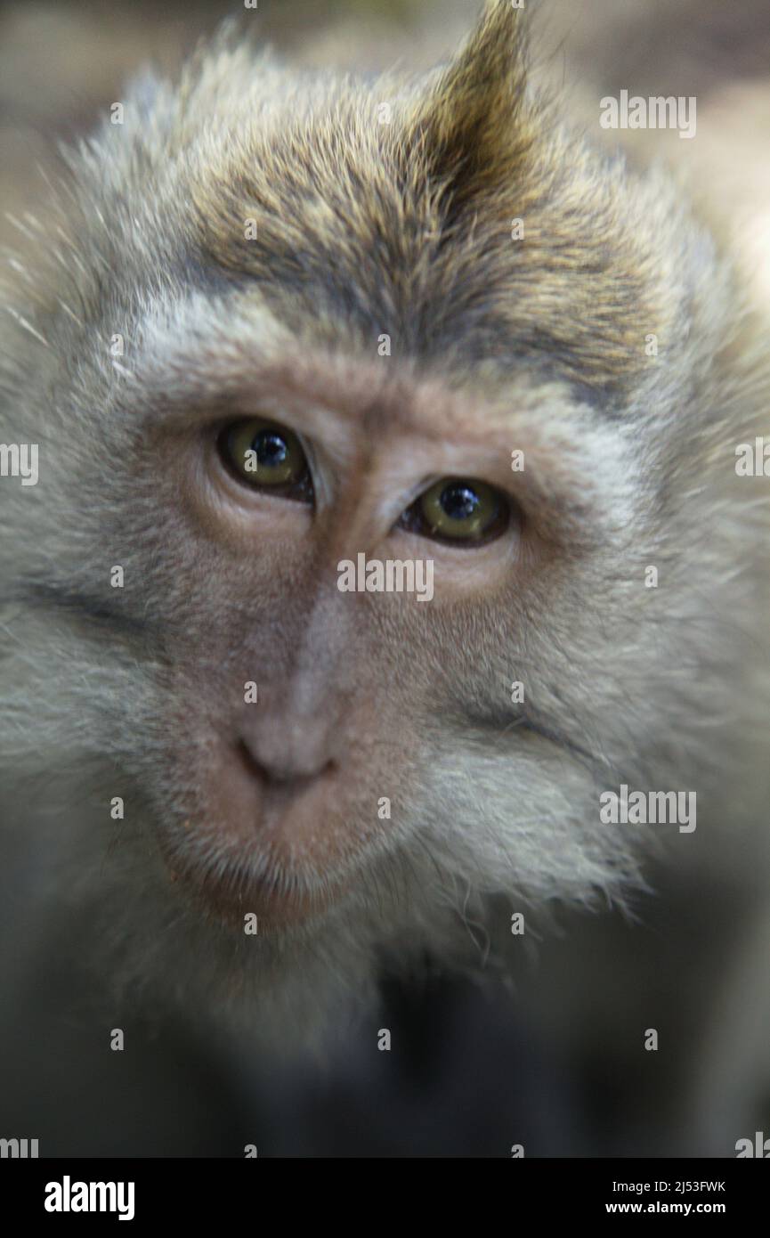 Retrato em macaco imagem de stock. Imagem de macaco - 171038437