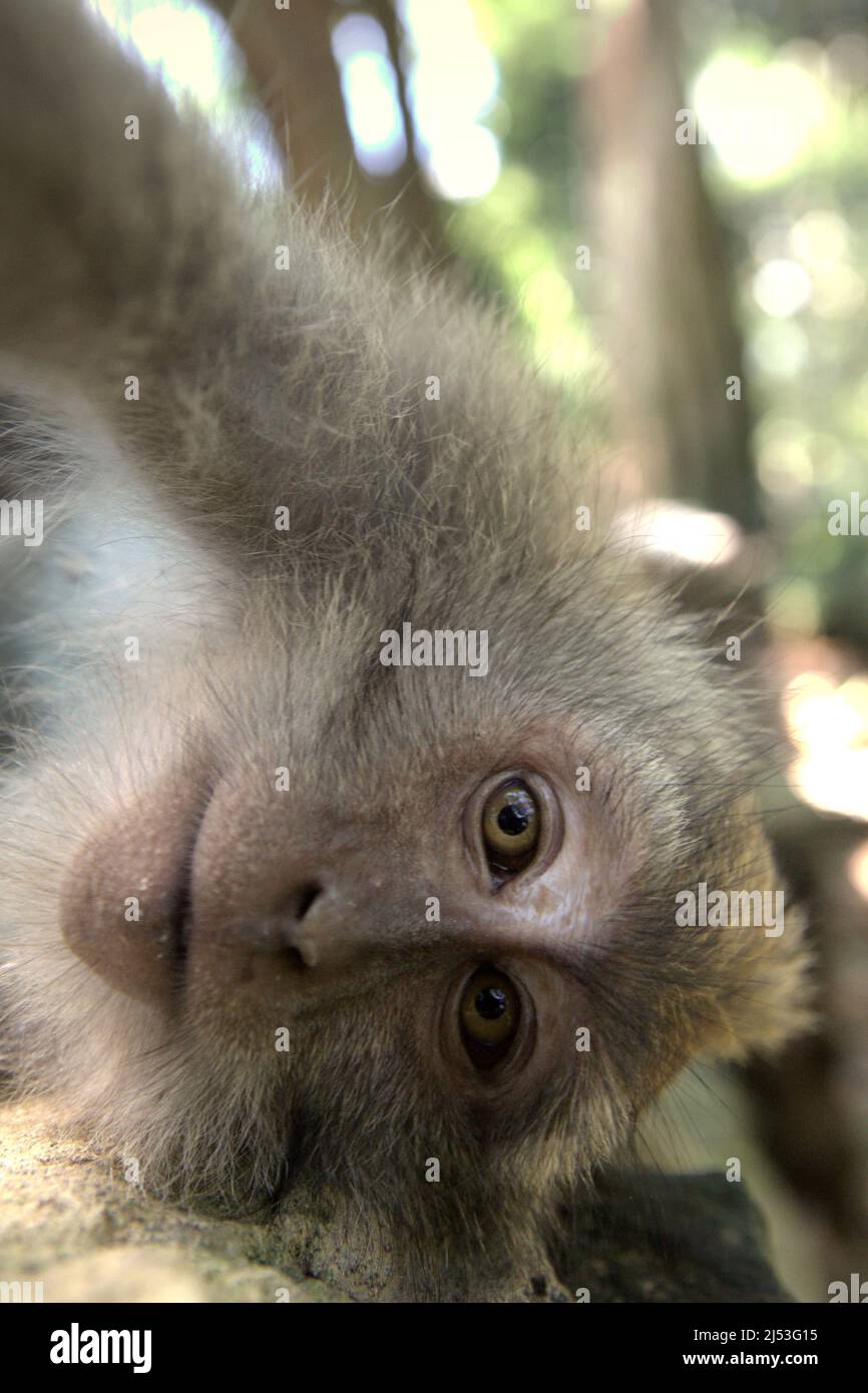 Retrato em macaco imagem de stock. Imagem de macaco - 171038437