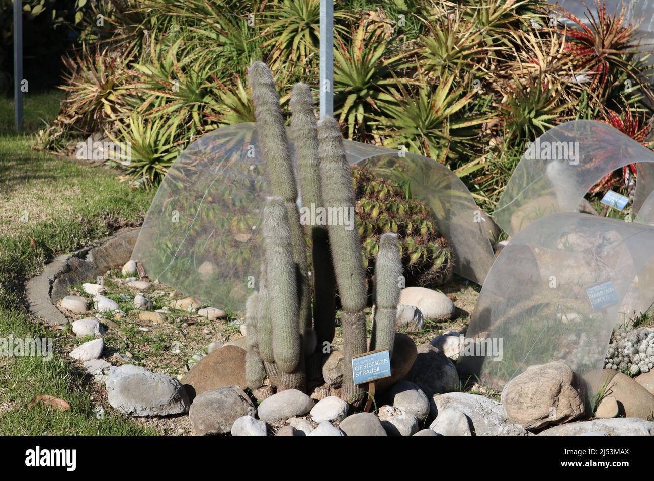 Napoli - Pianta di Cleistocactus Strausii nell'Orto Botanico Foto de stock