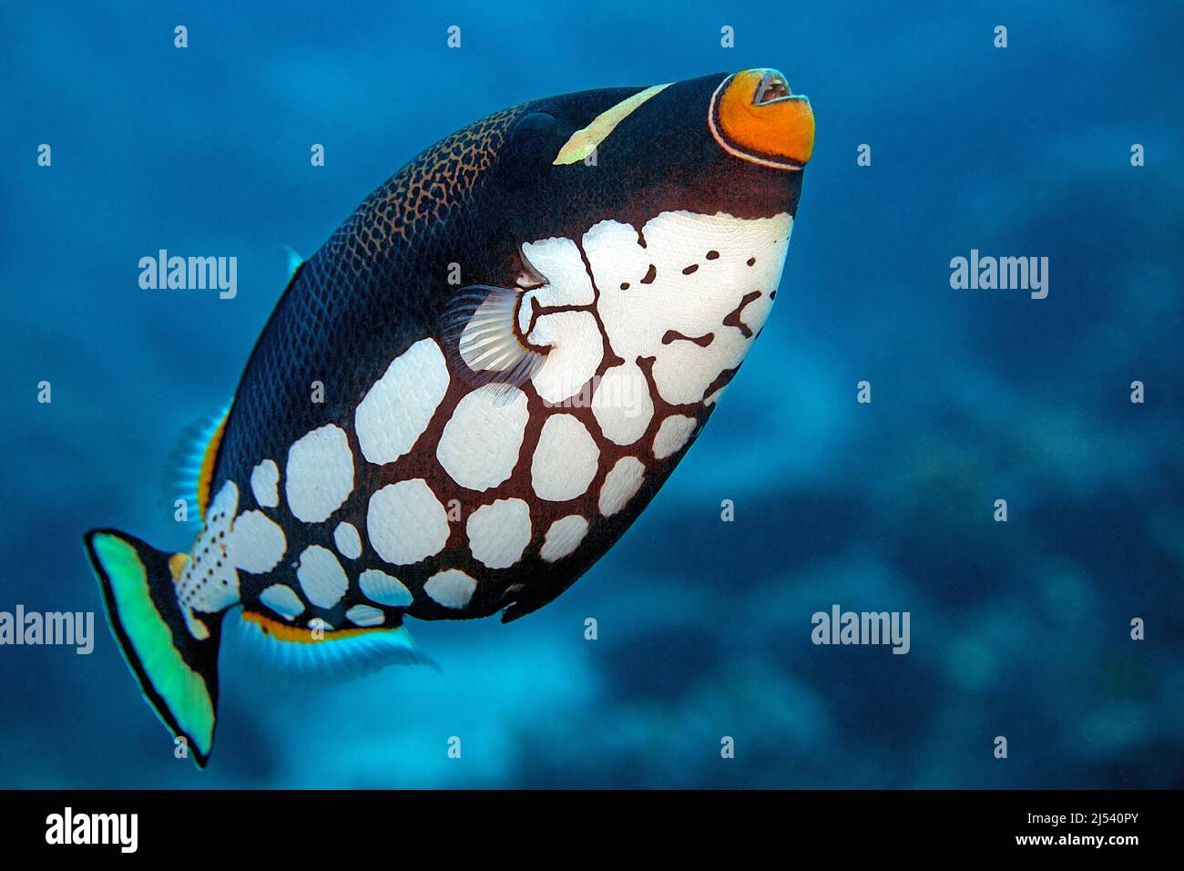 Pez payaso o pez triggerpo de gran manchado (Balistoides conspicullum) nadando en un arrecife de coral, atolón Ari, Maldivas, Océano Índico, Asia Foto de stock