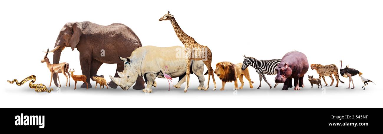 Muchos animales africanos diferentes aislados sobre blanco Foto de stock