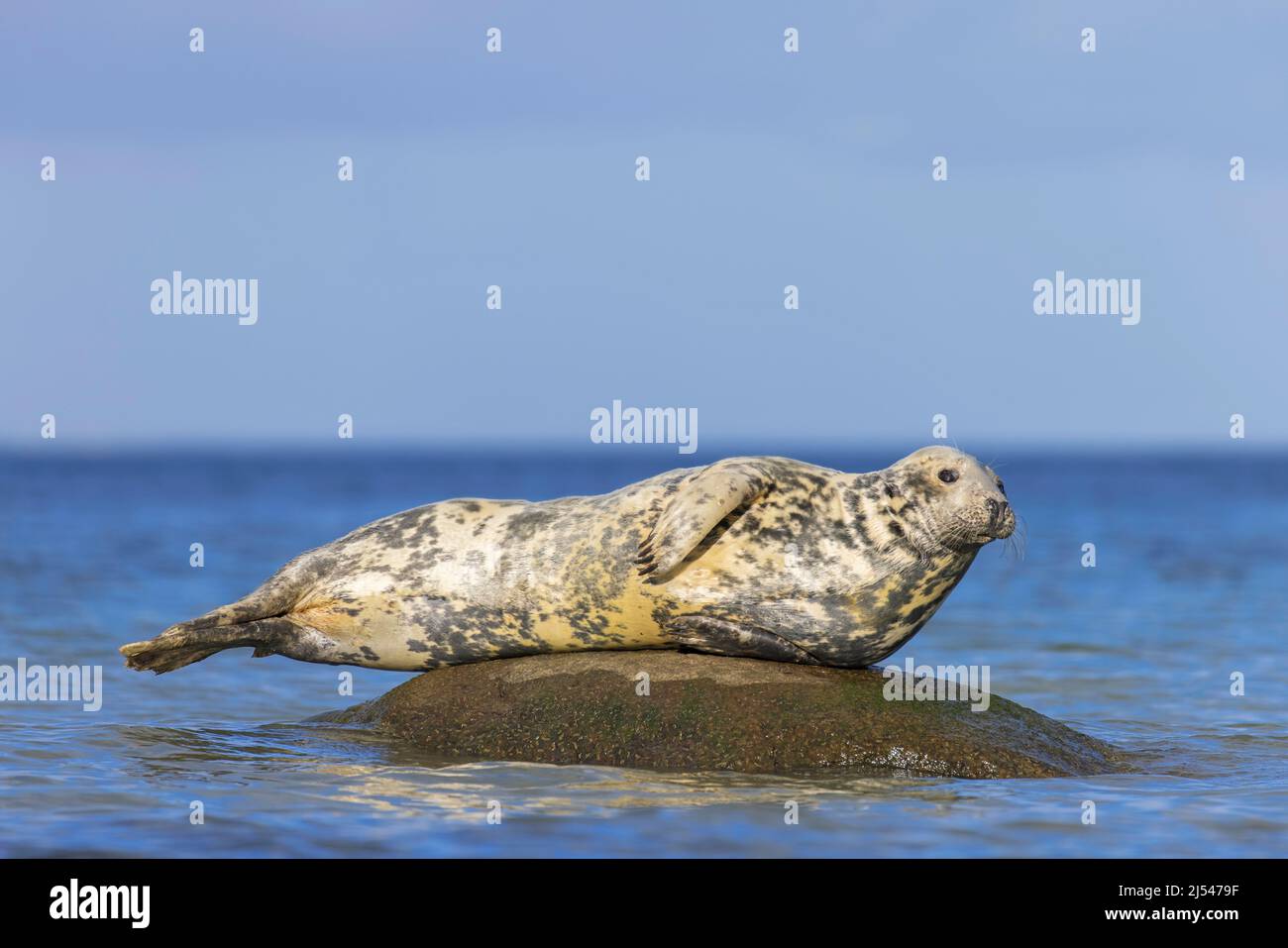 Sello gris / sello gris (Halichoerus grypus) que descansa sobre roca en el mar Foto de stock