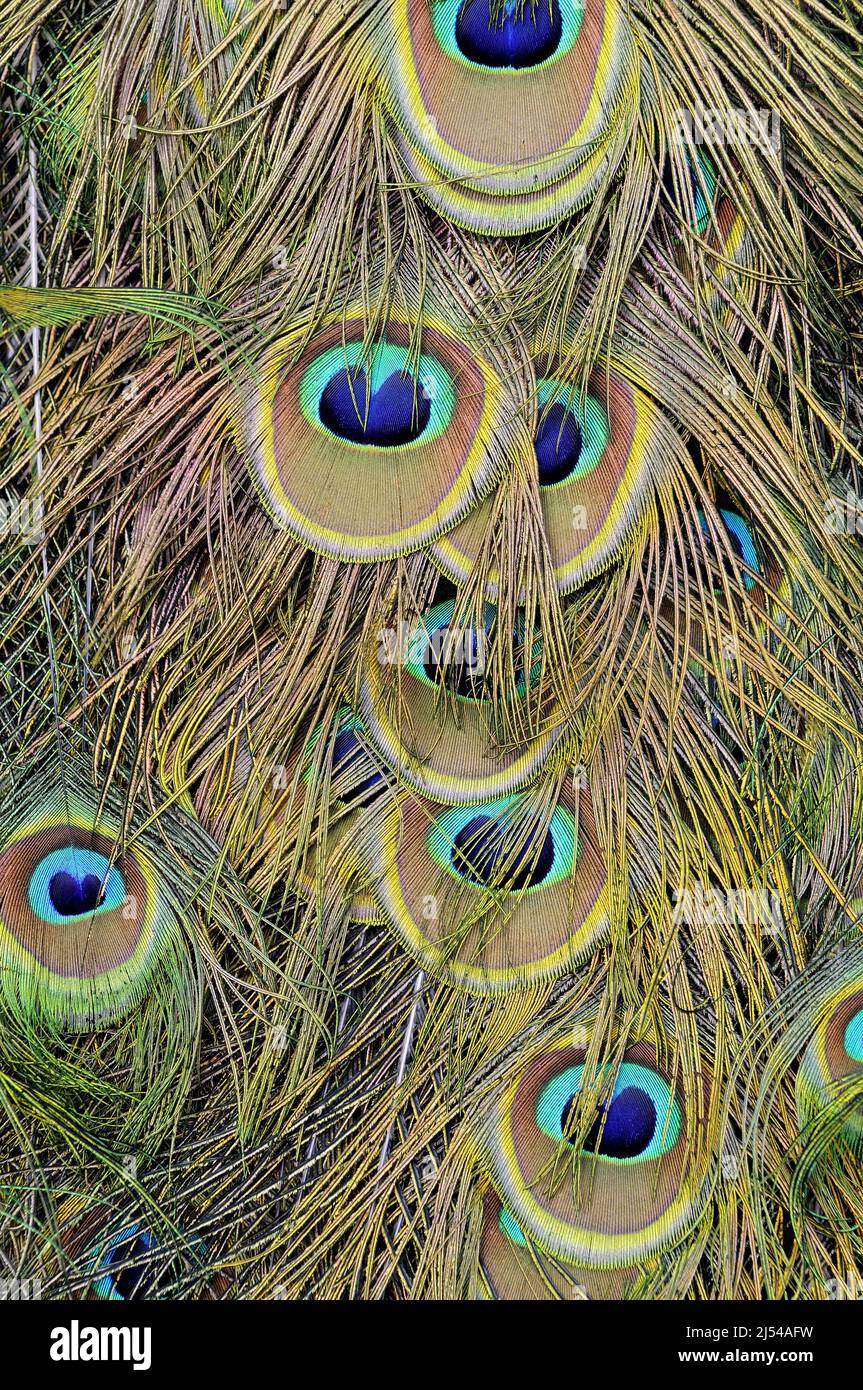 Aves comunes, aves indias, aves azules (Pavo cristatus), plumas de cola de un macho de aves comunes Foto de stock
