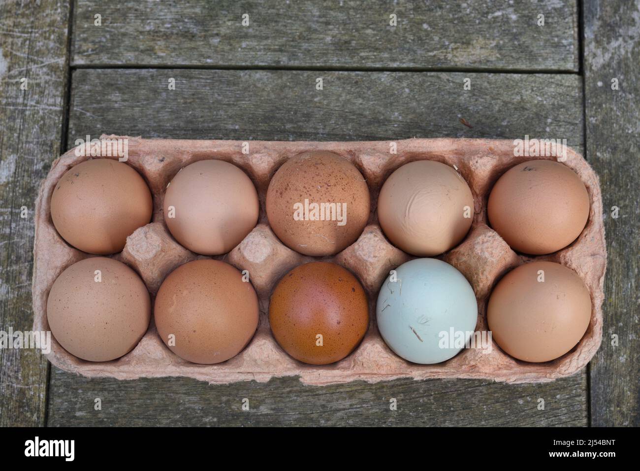 Huevos de pollo en la caja de huevos, Alemania Foto de stock