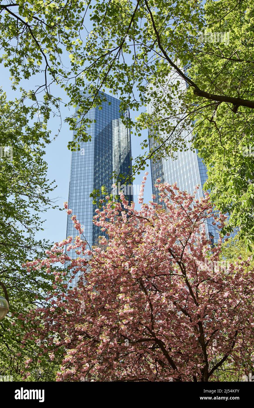 Rascacielos detrás de cerezos en flor en Taunusanlage, Frankfurt, Alemania Foto de stock