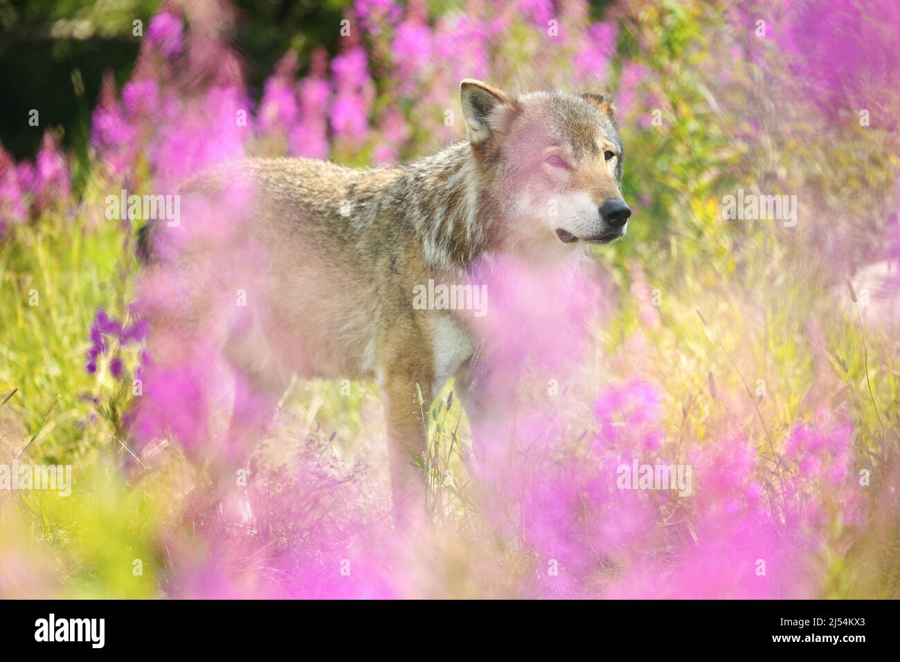Lobo gris masculino en un hermoso prado de césped en el bosque Foto de stock