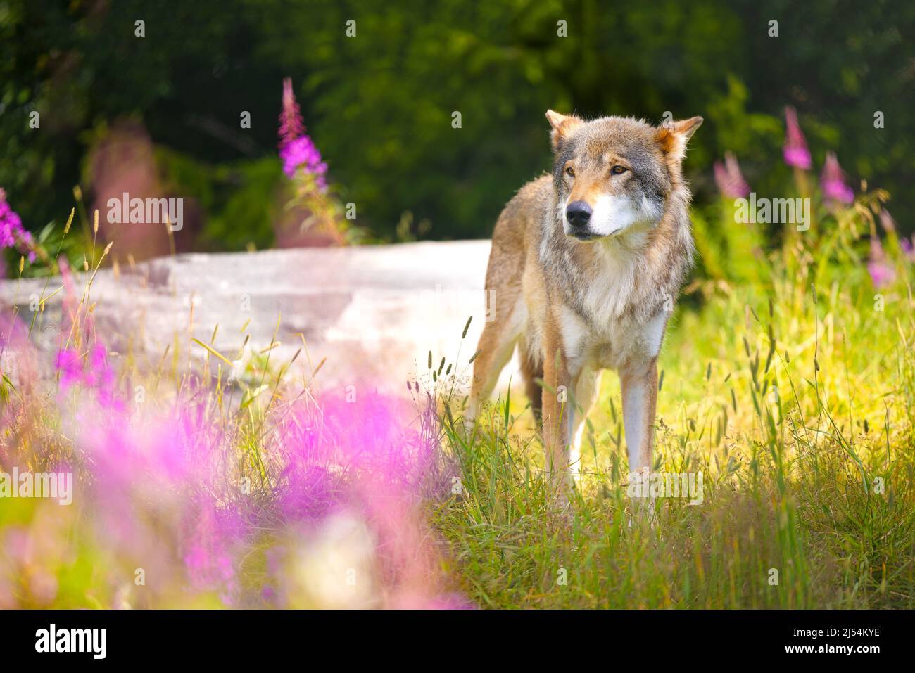 Hermoso lobo gris masculino adulto en un hermoso prado de césped en el bosque Foto de stock