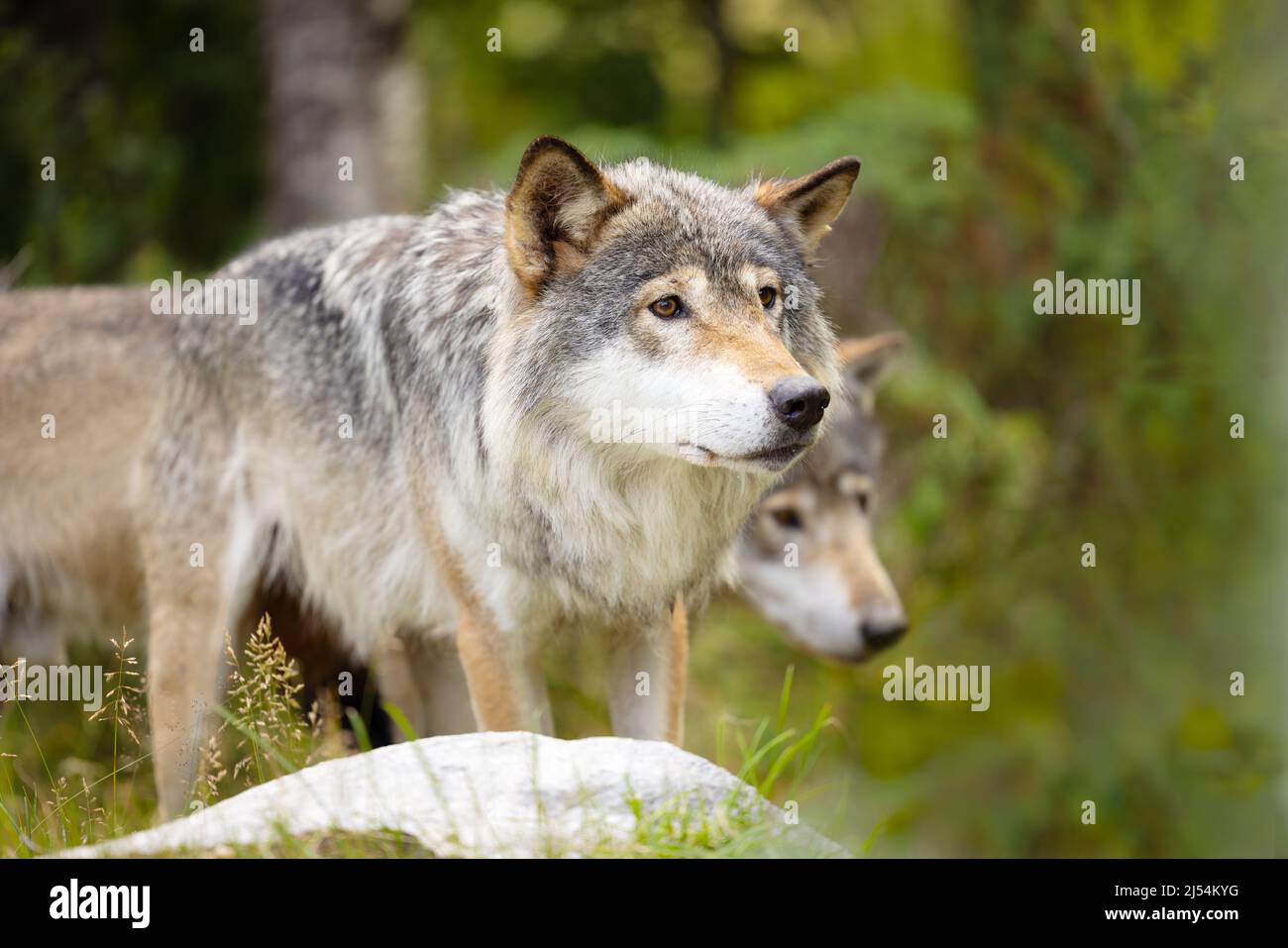 Dos lobos machos salvajes caminando en la hierba en un prado verde exuberante Foto de stock