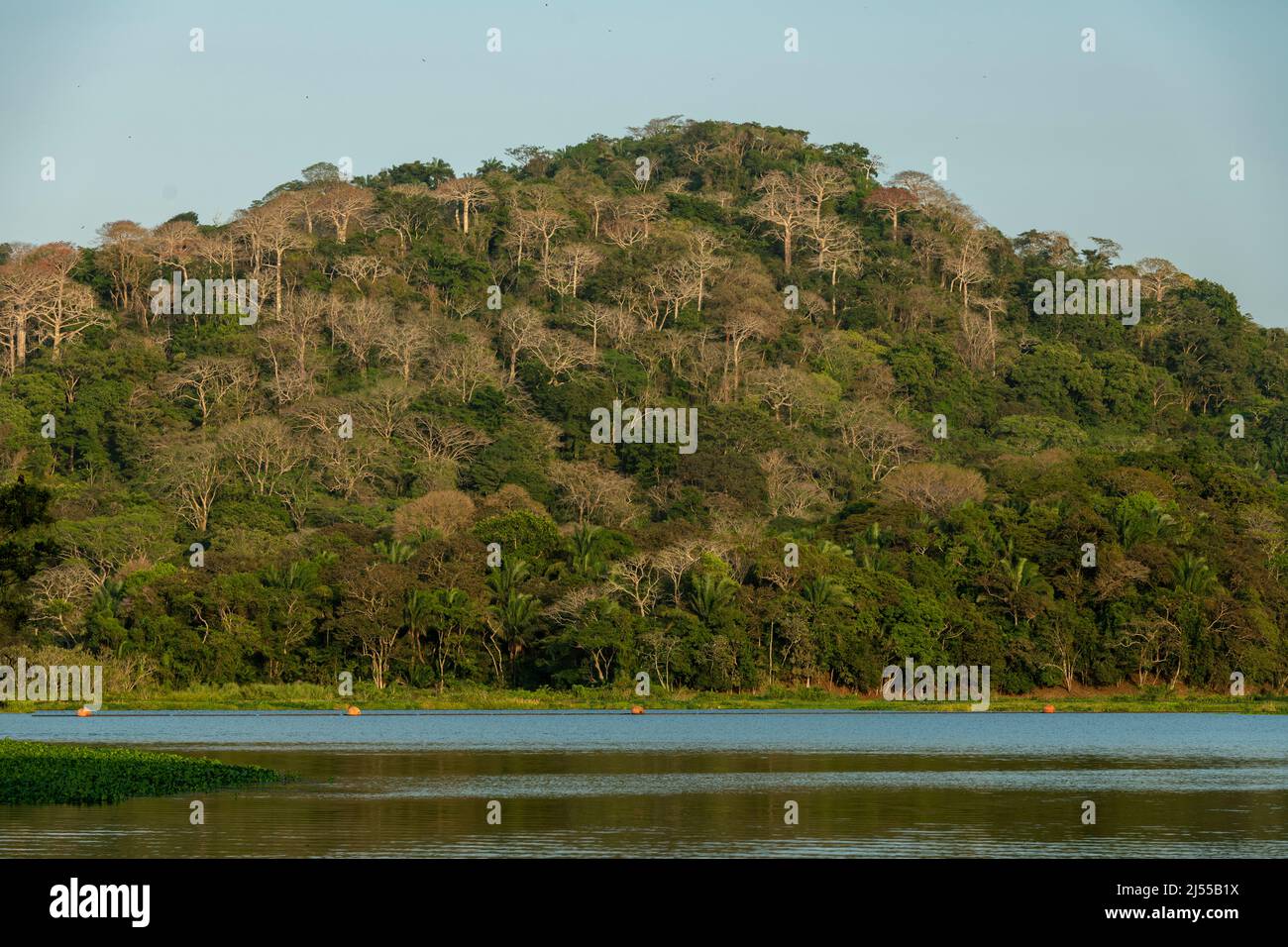 Selva tropical en el Lago Gatun, Canal de Panamá, Panamá, Centroamérica Foto de stock