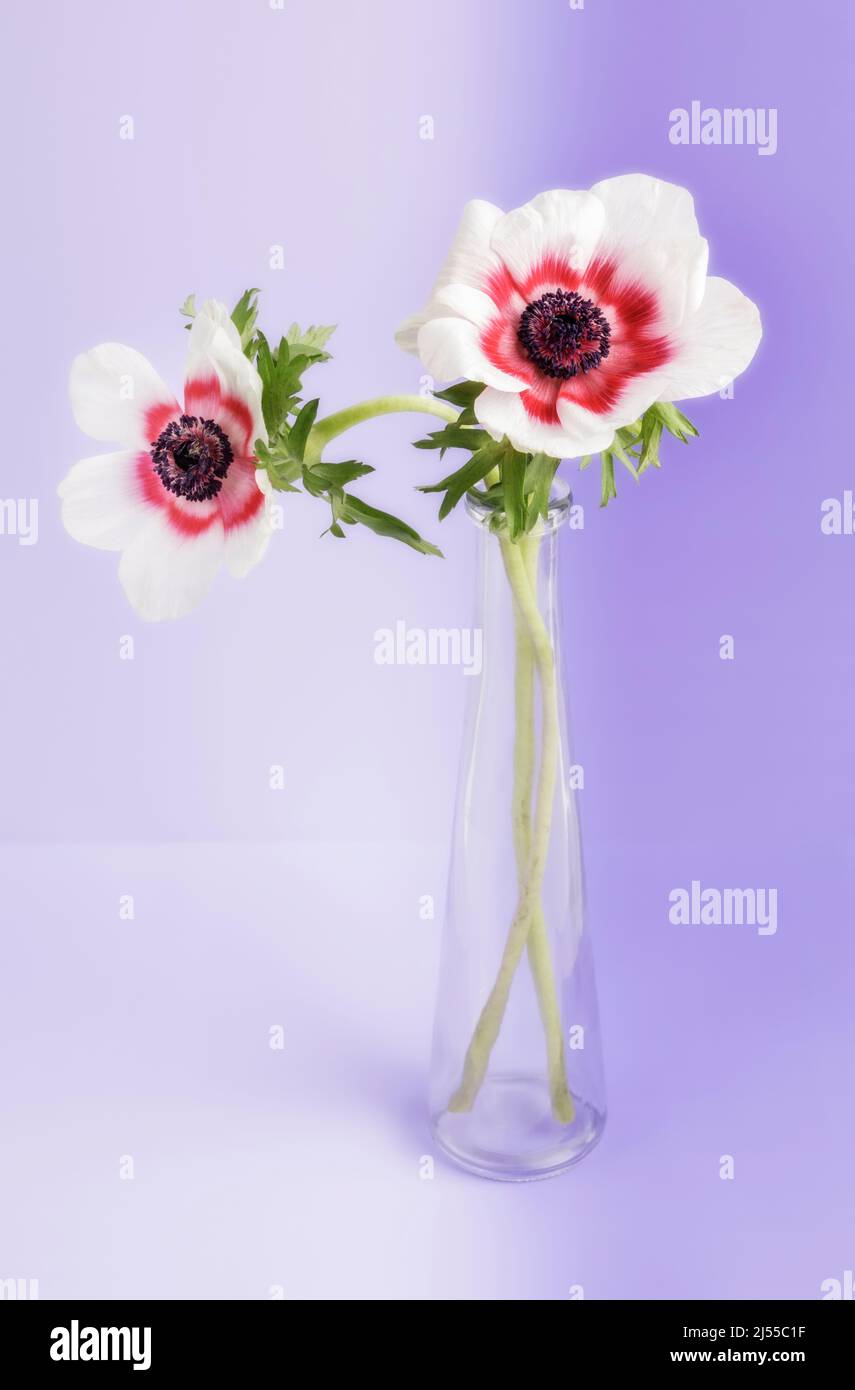 Dos anemones bicolor rojo-blanco en jarrón de cristal Foto de stock