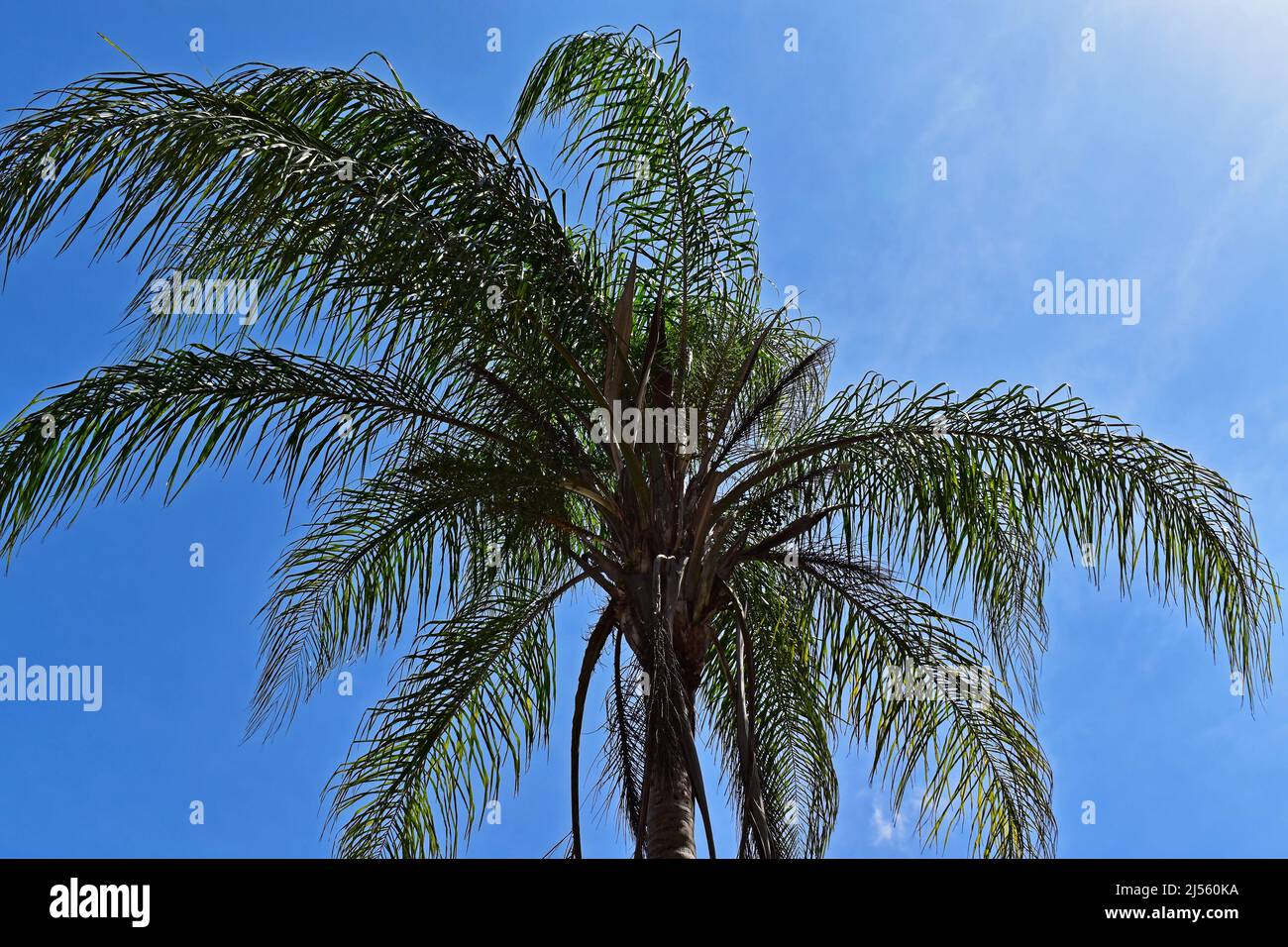 Queen palm leaves fotografías e imágenes de alta resolución - Alamy