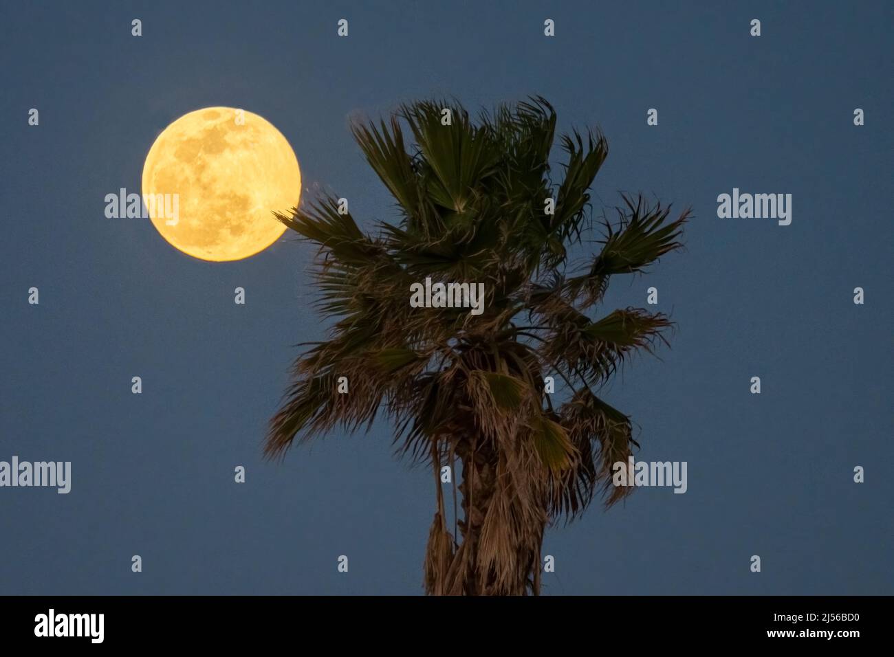 La Luna Llena del Lobo levantándose detrás de una palmera del ventilador en enero como visto desde la Isla del Padre del Sur, Tejas. Foto de stock