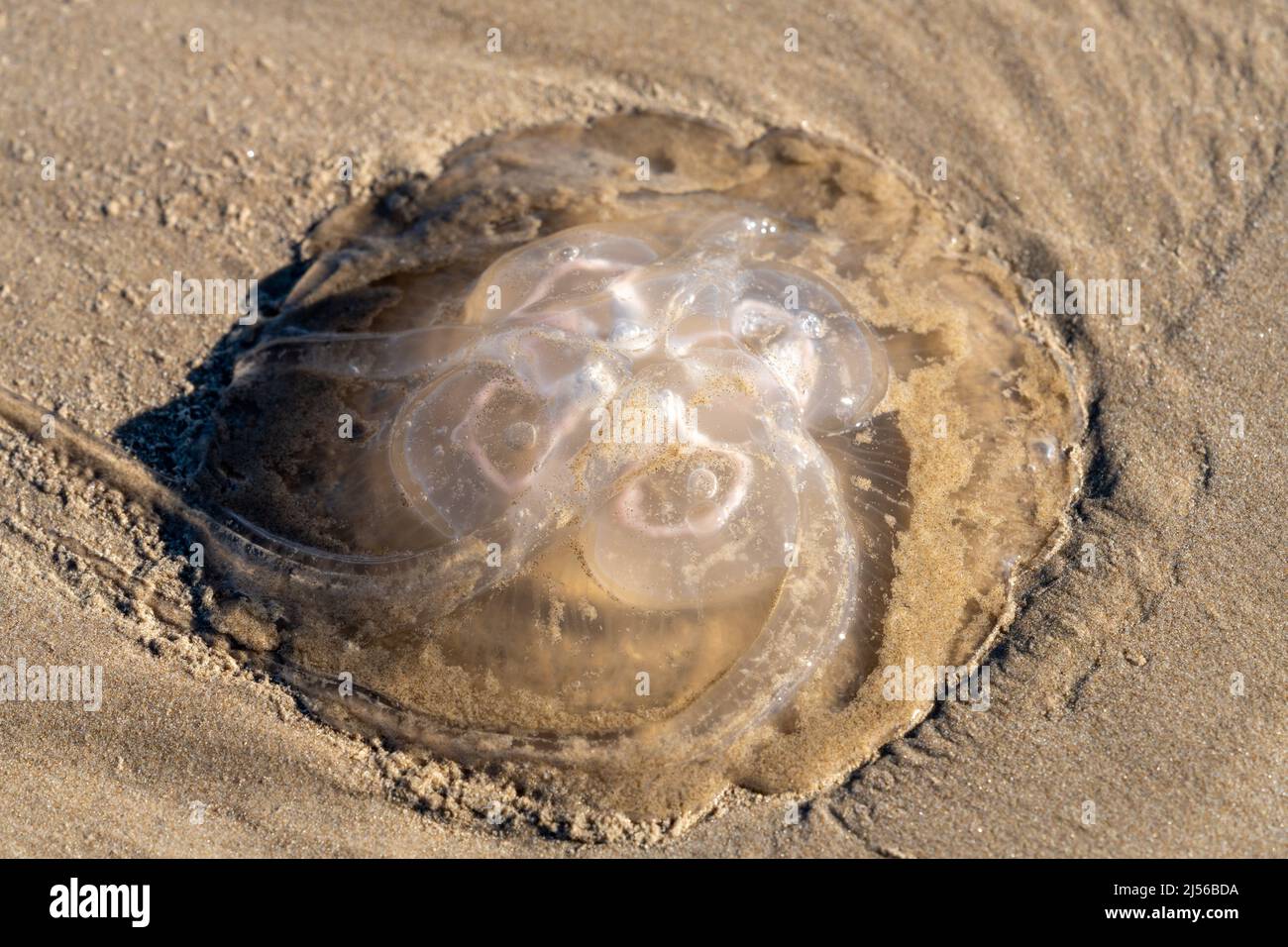Una medusa de la Luna, Aurelia aurita, lavada en la playa en South Padre Island, Texas. Foto de stock