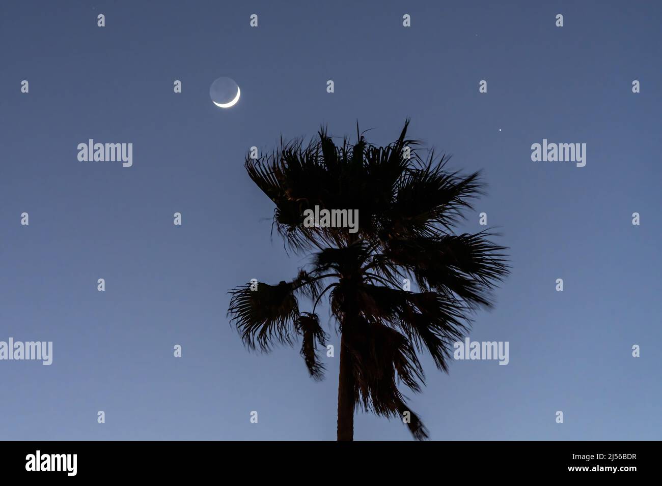 La luna creciente y Saturno sobre una palmera de abanico al atardecer en South Padre Island, Texas. Foto de stock