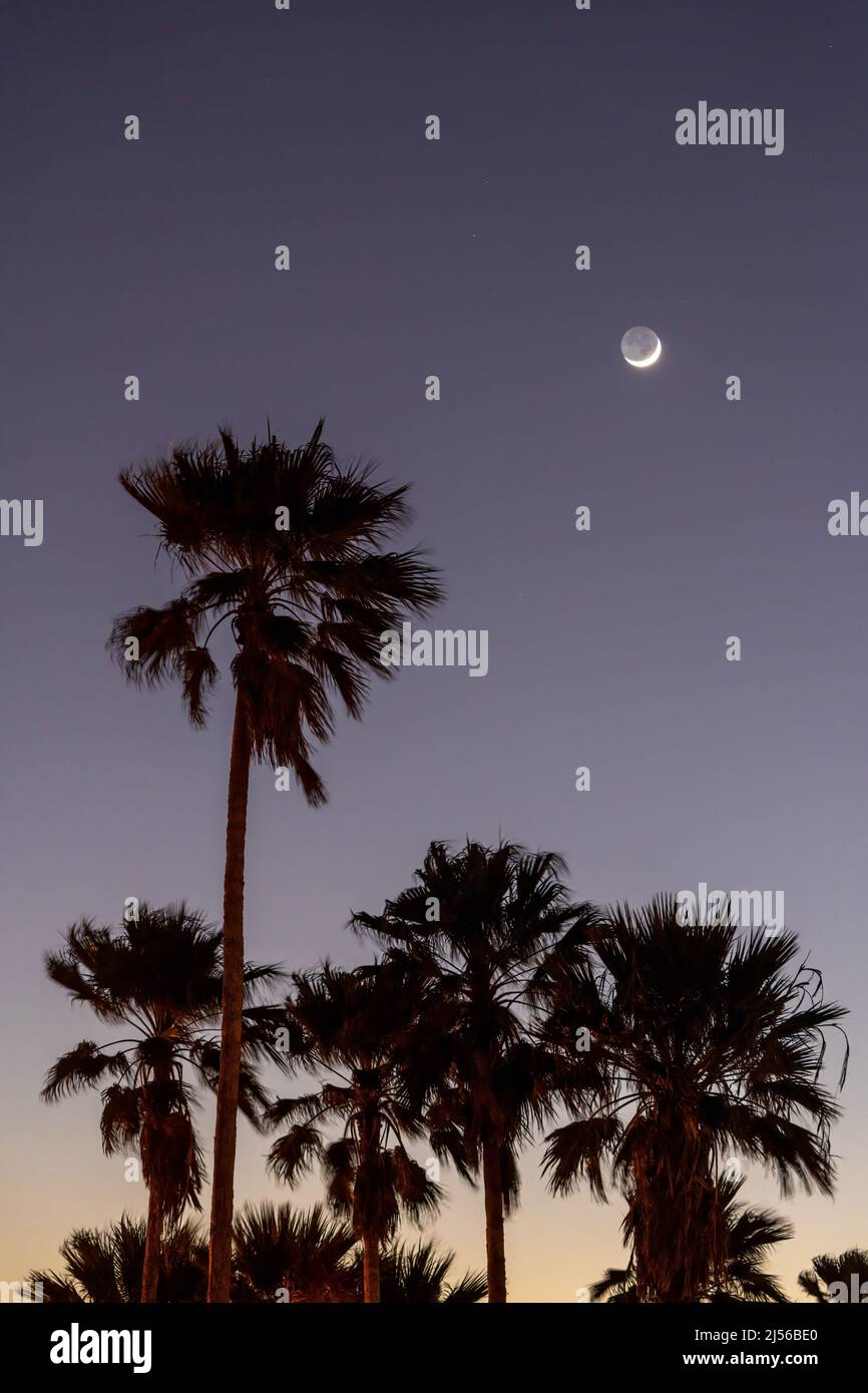 La luna creciente sobre palmeras admiradas al atardecer en South Padre Island, Texas. Foto de stock