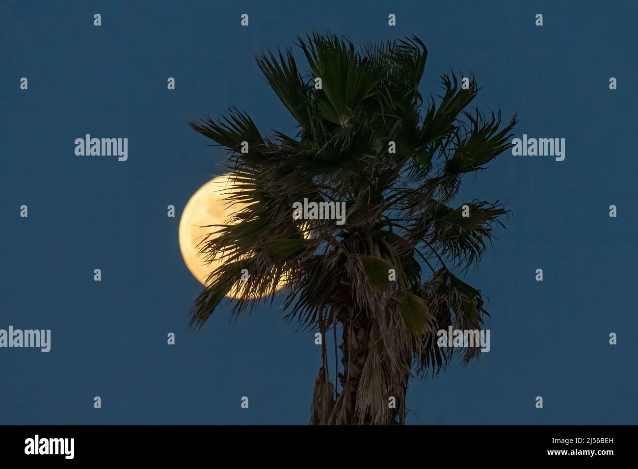 La Luna Llena del Lobo levantándose detrás de una palmera del ventilador en enero como visto desde la Isla del Padre del Sur, Tejas. Foto de stock