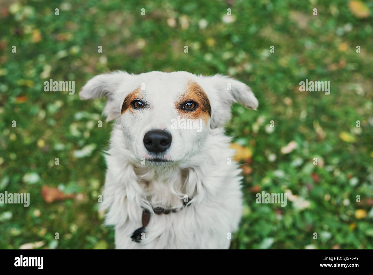 Medicina veterinaria fotografías e imágenes de alta resolución - Página 4 -  Alamy