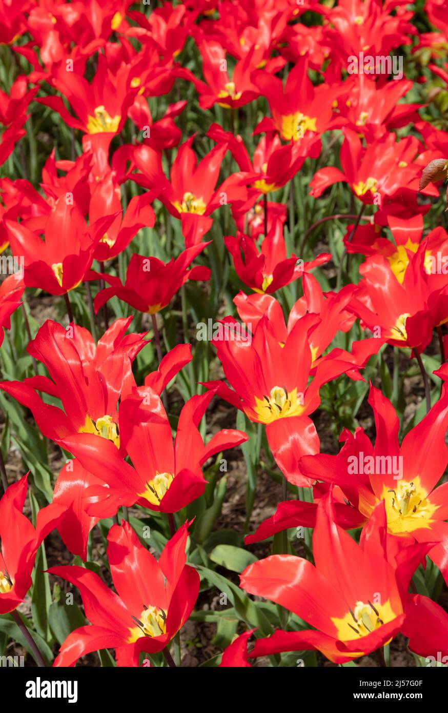 Tulipán Estambul Foto de stock