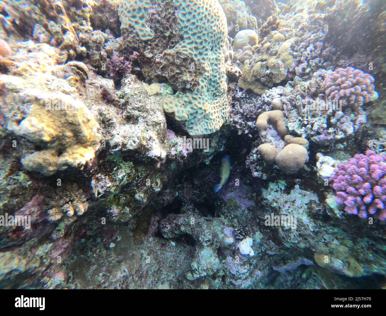 Escena submarina con arrecife de coral en el Mar Rojo Foto de stock