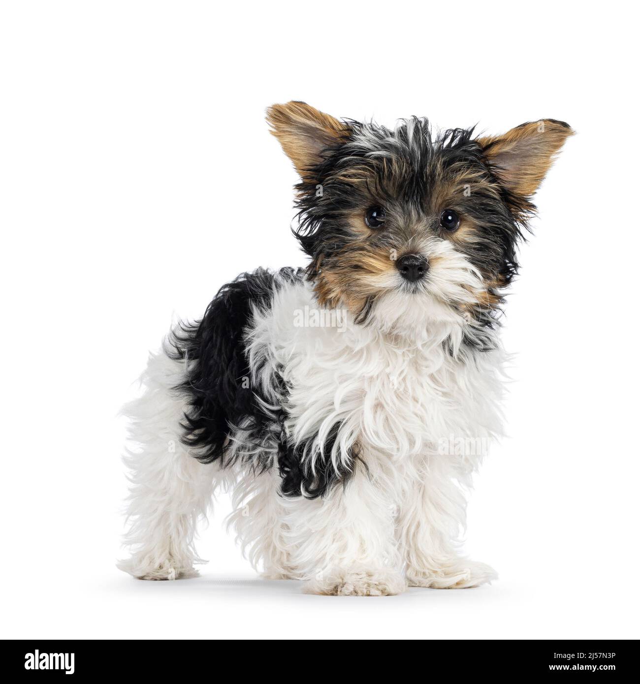 Perro biewer yorkshire terrier fotografías e imágenes de alta resolución -  Página 2 - Alamy